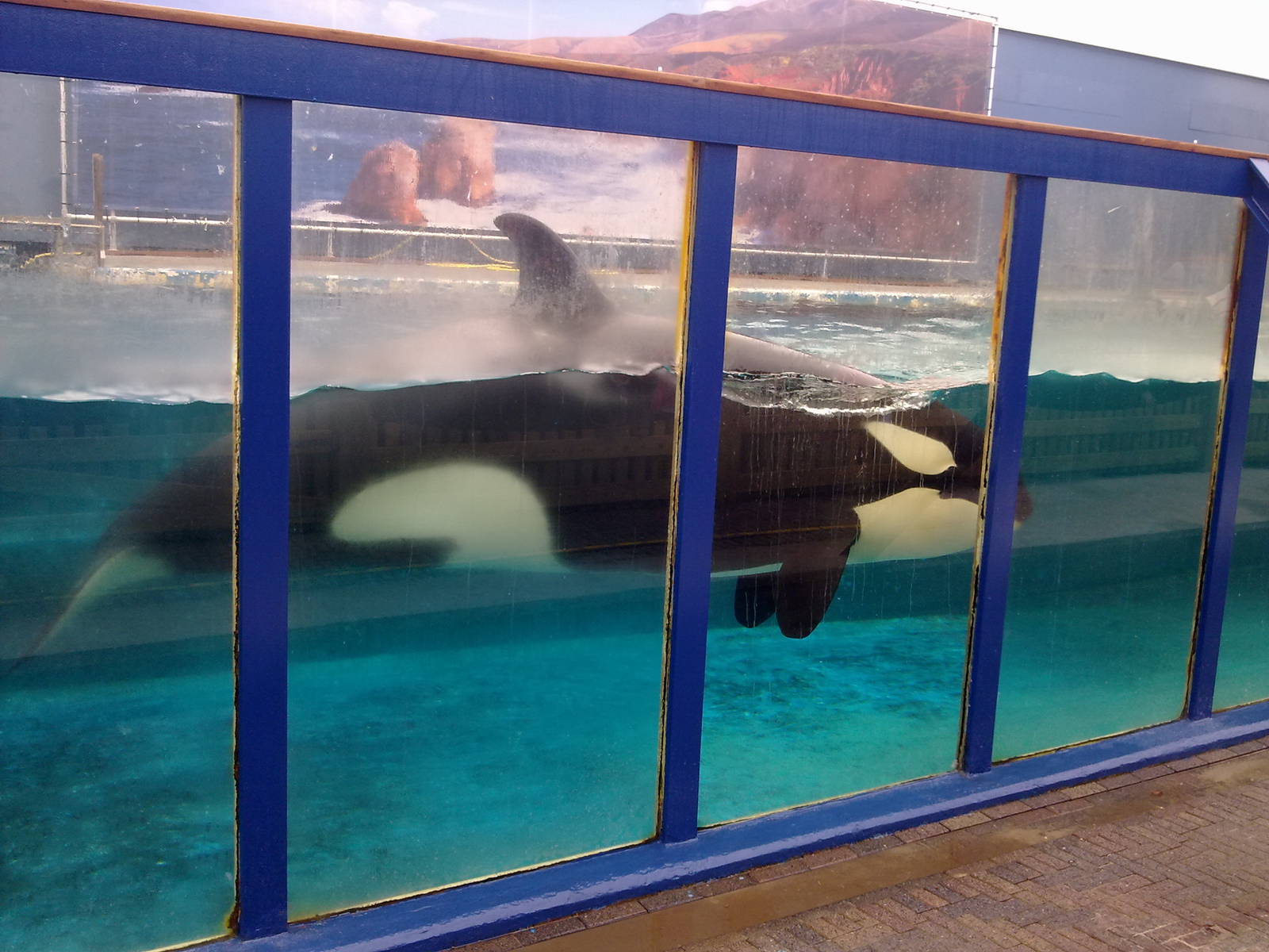 Killer Whale Morgan in her temporary exhibit