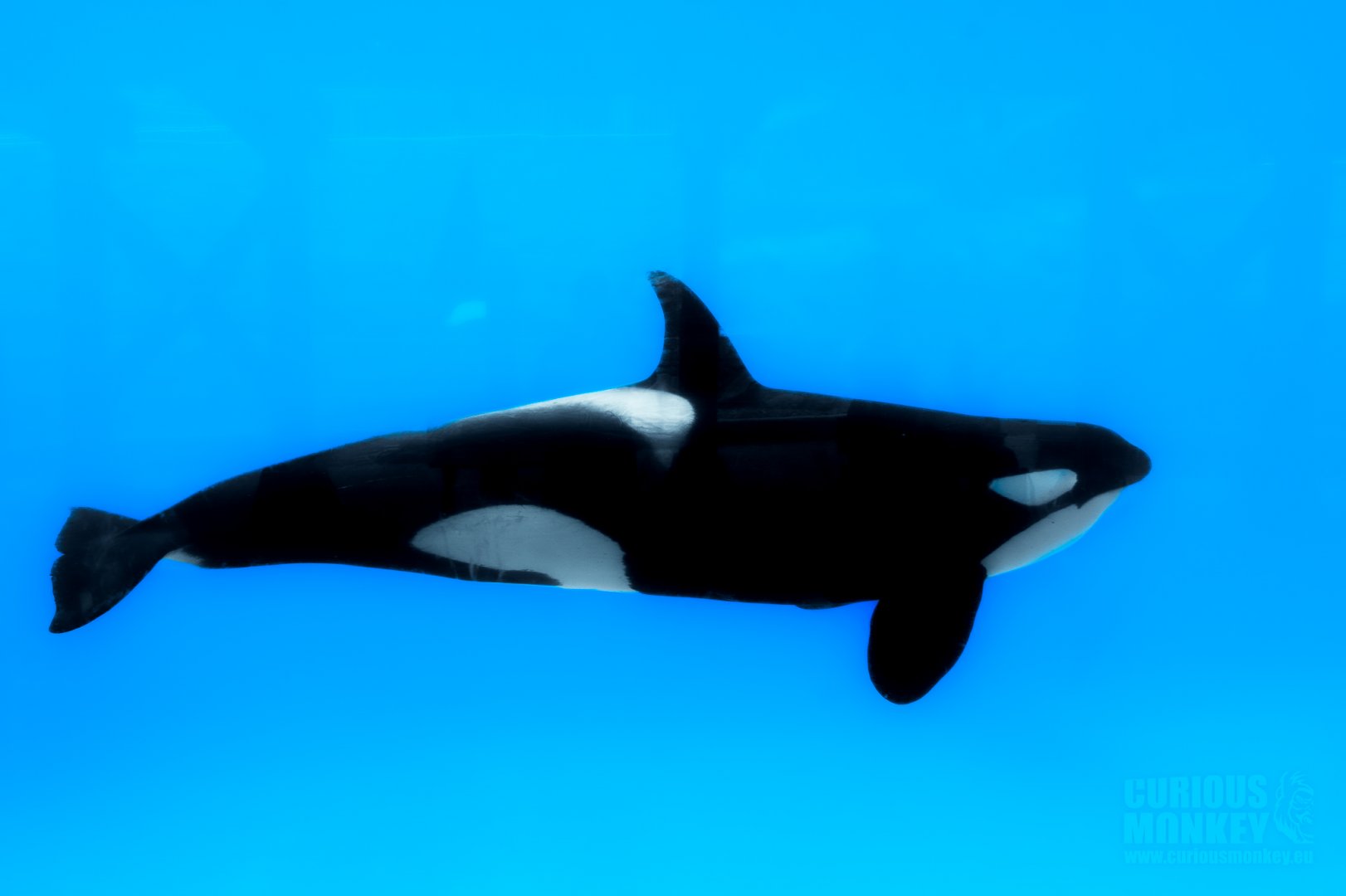 Killer Whale (orcinus orca) 06/22