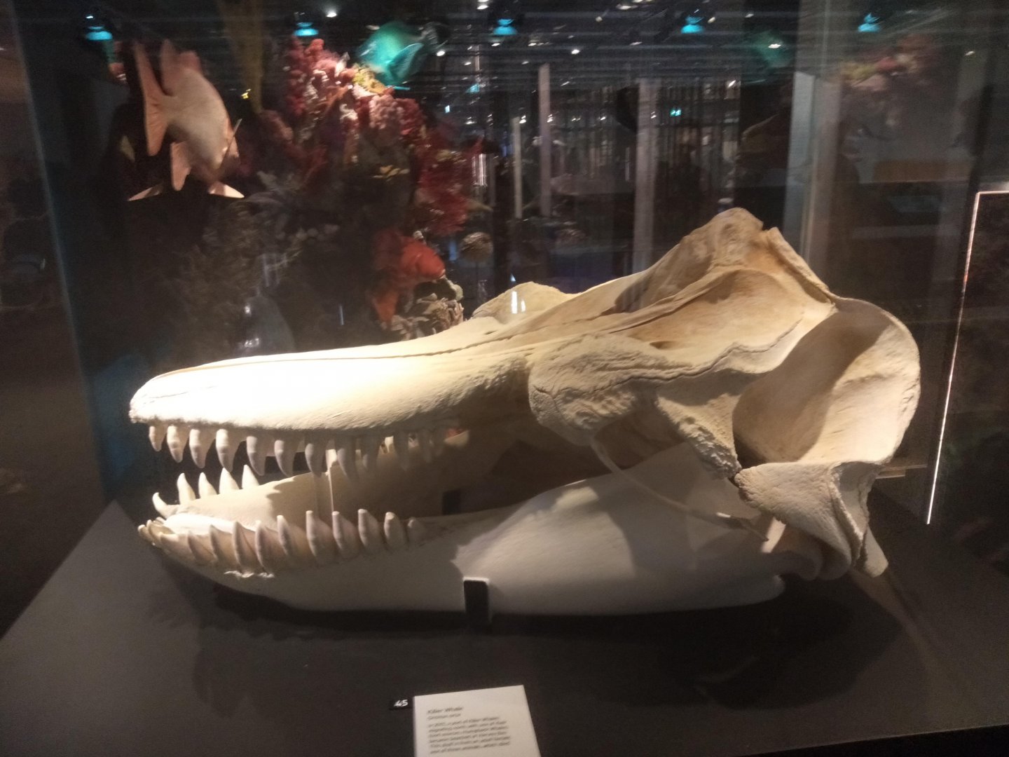 Killer Whale (Orcinus orca) Skull