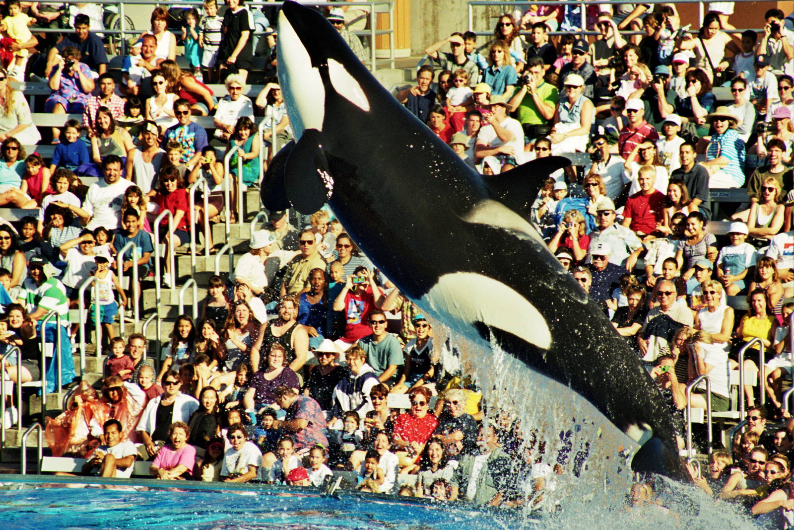 killer whale (Orcinus orca)