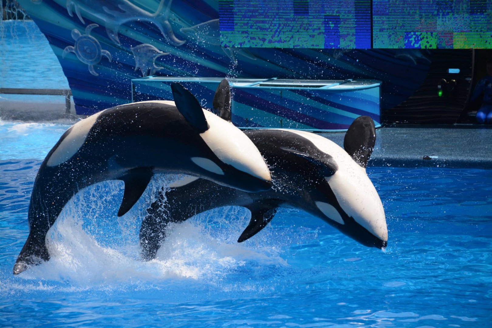 Killer whale (Orcinus orca)