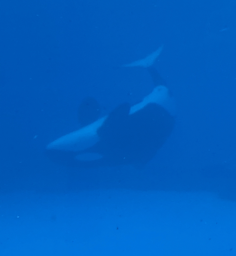 Killer whale (Orcinus orca)