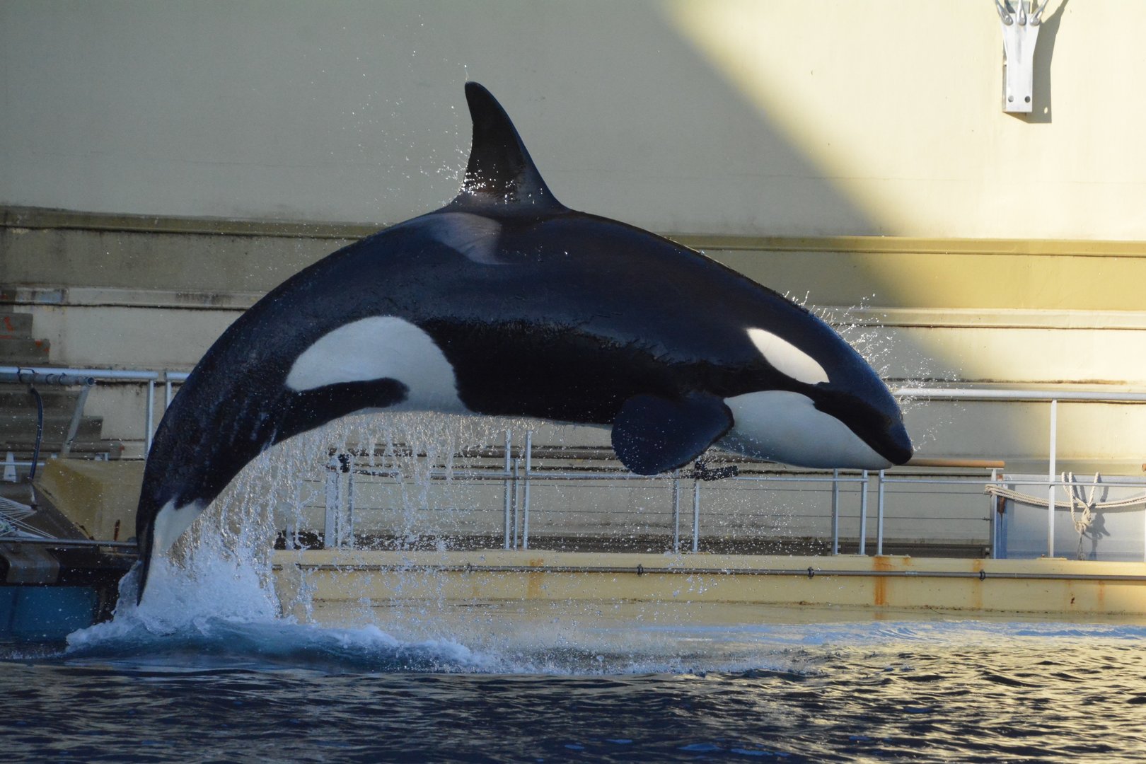 Killer whale (Orcinus orca)