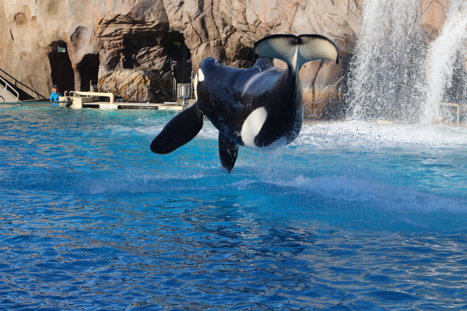Killer Whale Performing