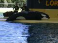 Killer whale, september 2006