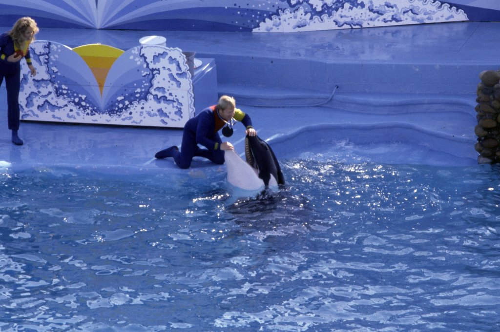Killer Whale Show - 1981