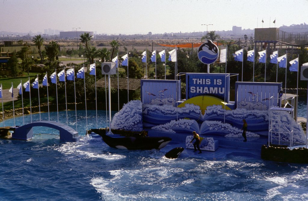 Killer Whale Show- 1981