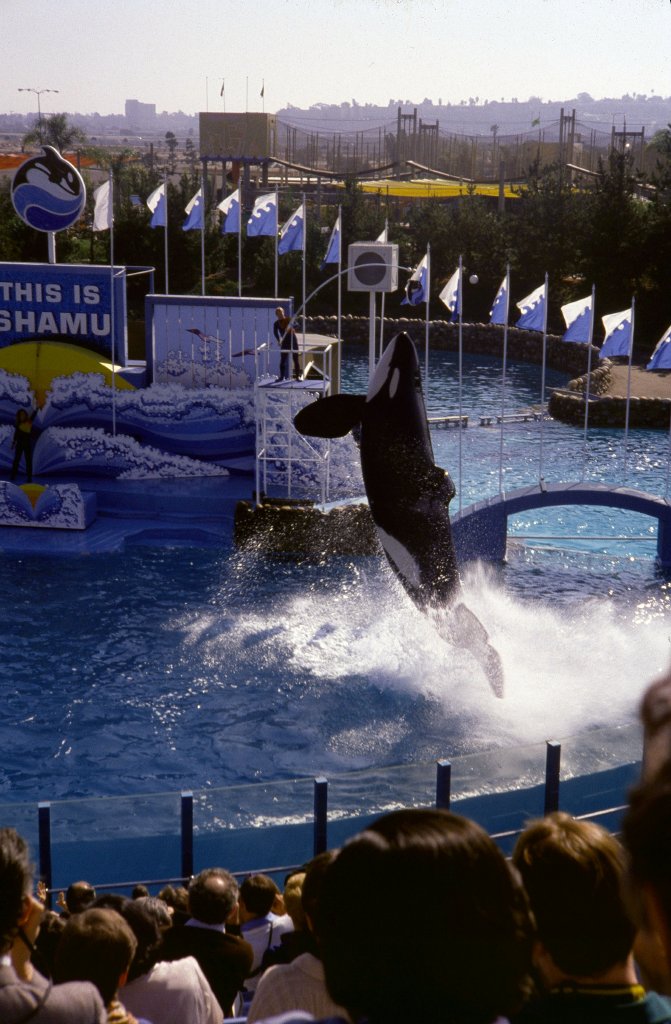 Killer Whale Show - 1981