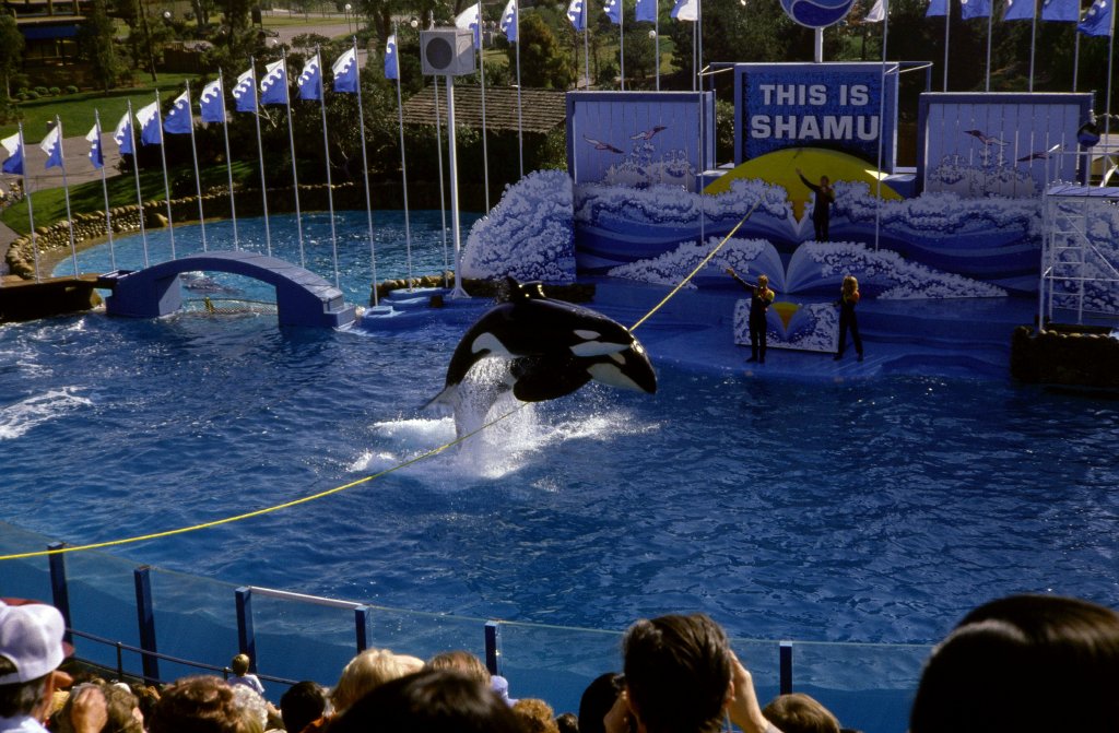 Killer Whale Show - 1981