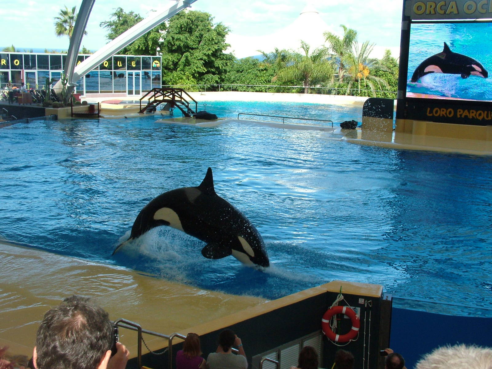 Killer Whale Show at Loro Parque, 08/11/10