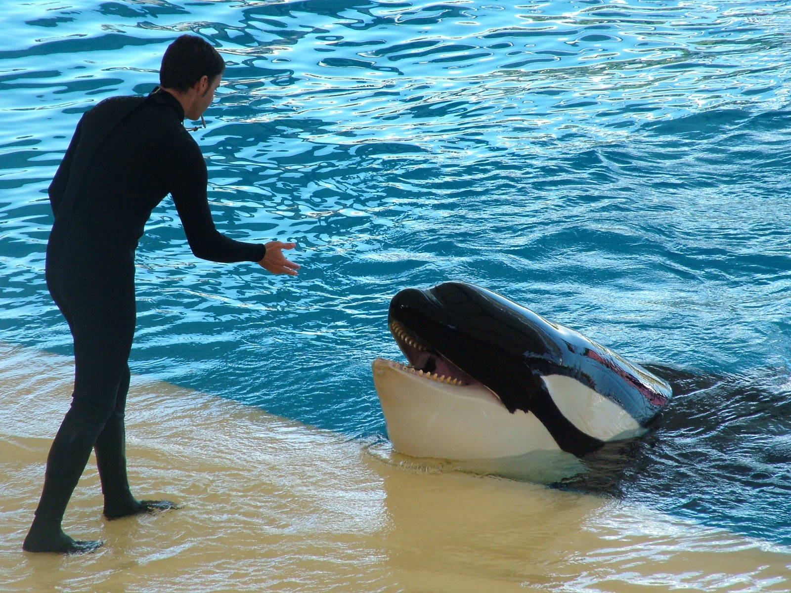 Killer Whale Show at Loro Parque, 08/11/10