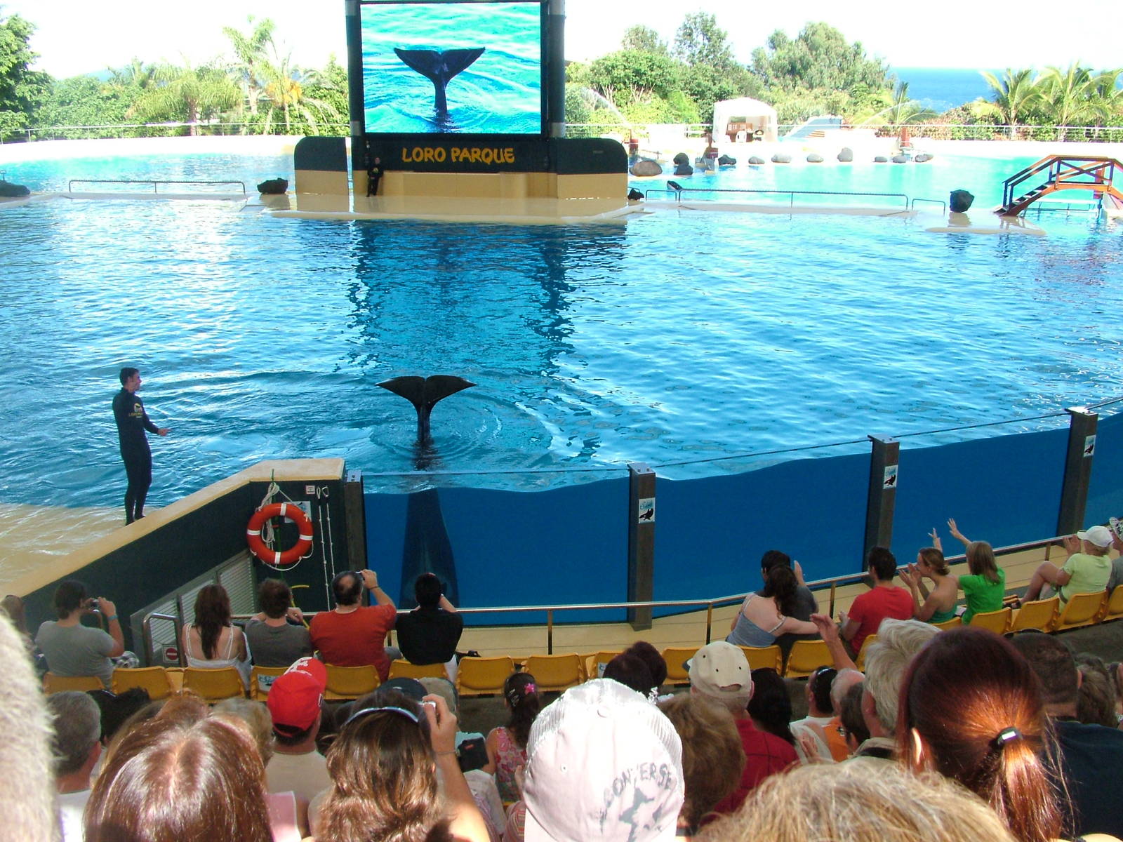Killer Whale Show at Loro Parque, 08/11/10