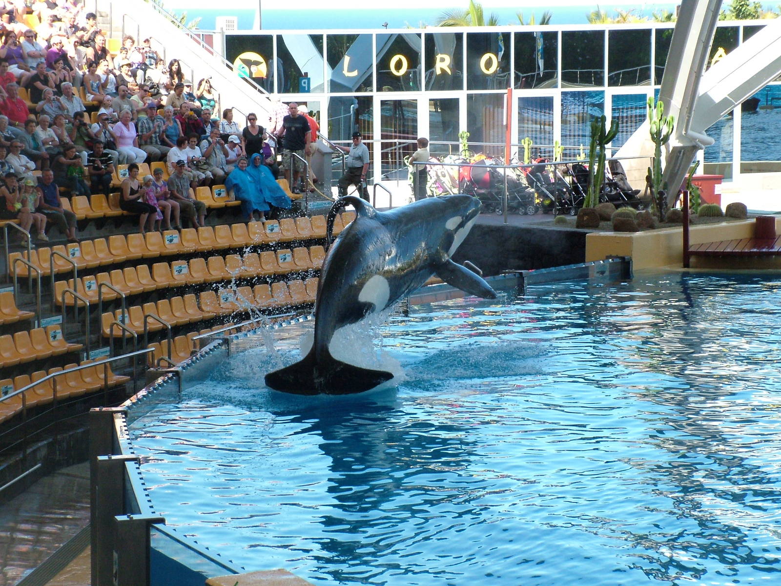 Killer Whale Show at Loro Parque, 08/11/10