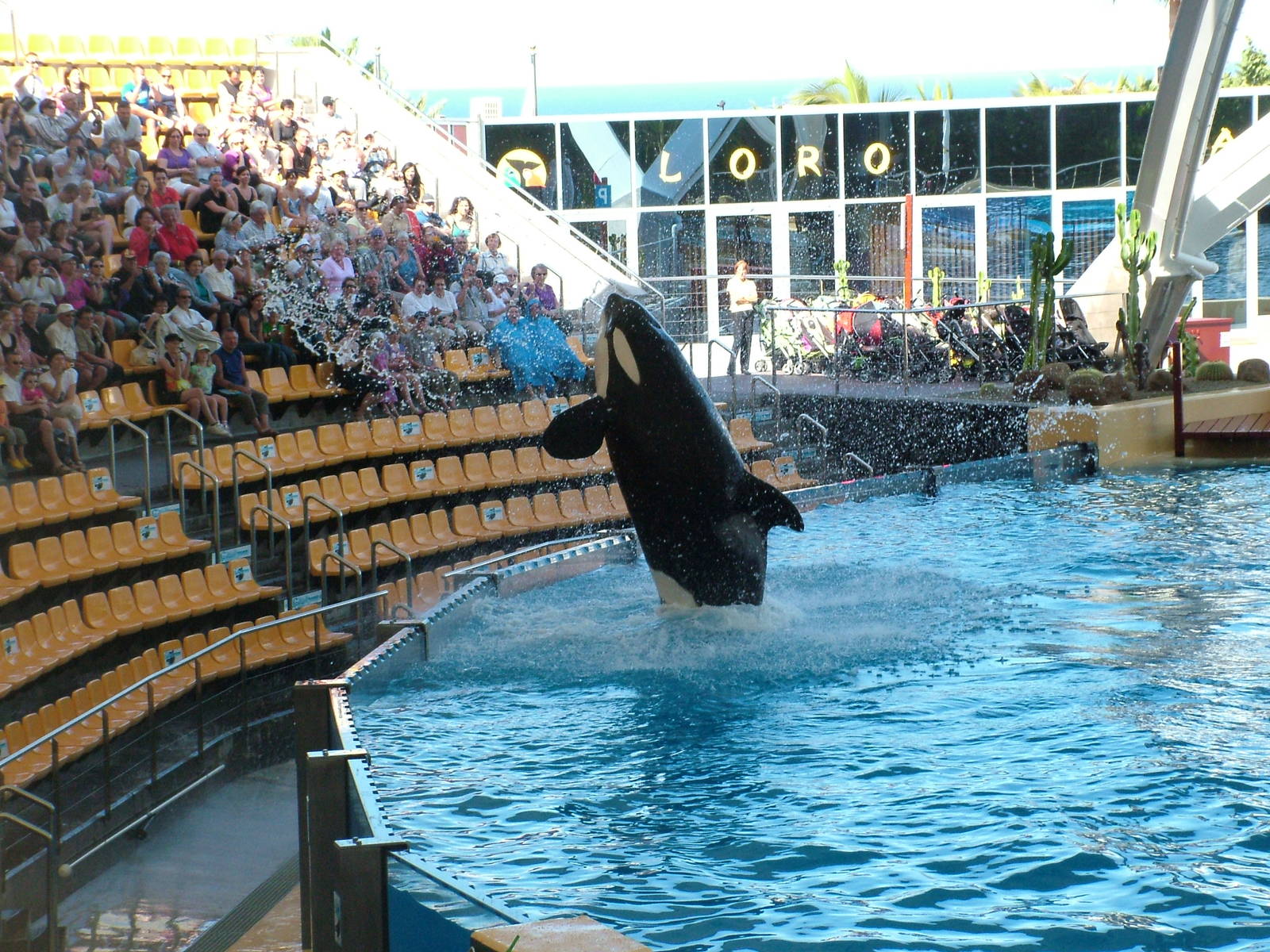 Killer Whale Show at Loro Parque, 08/11/10