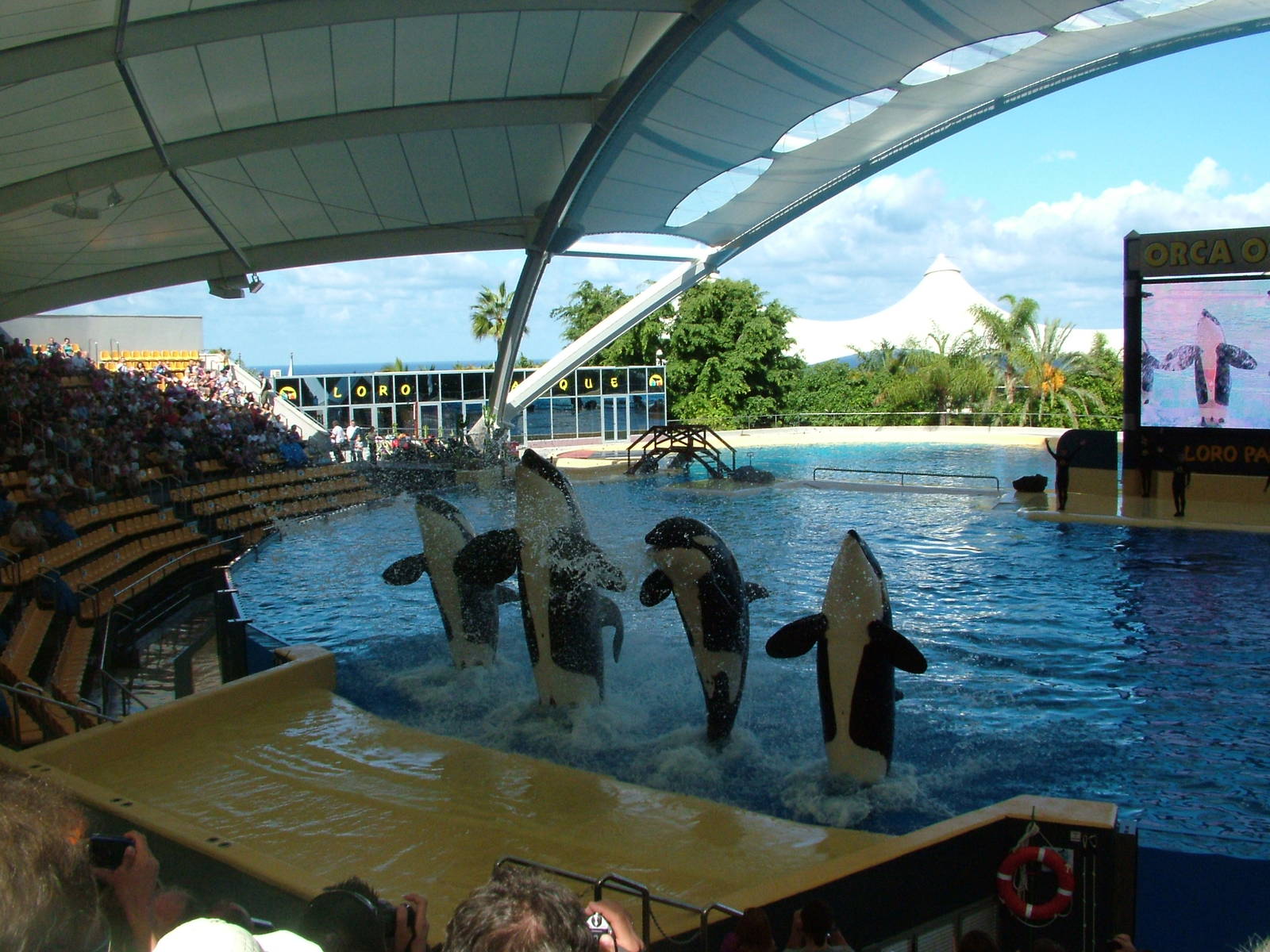 Killer Whale Show at Loro Parque, 08/11/10