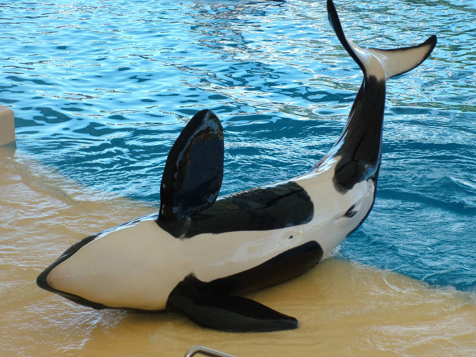 Killer Whale Show at Loro Parque, 08/11/10