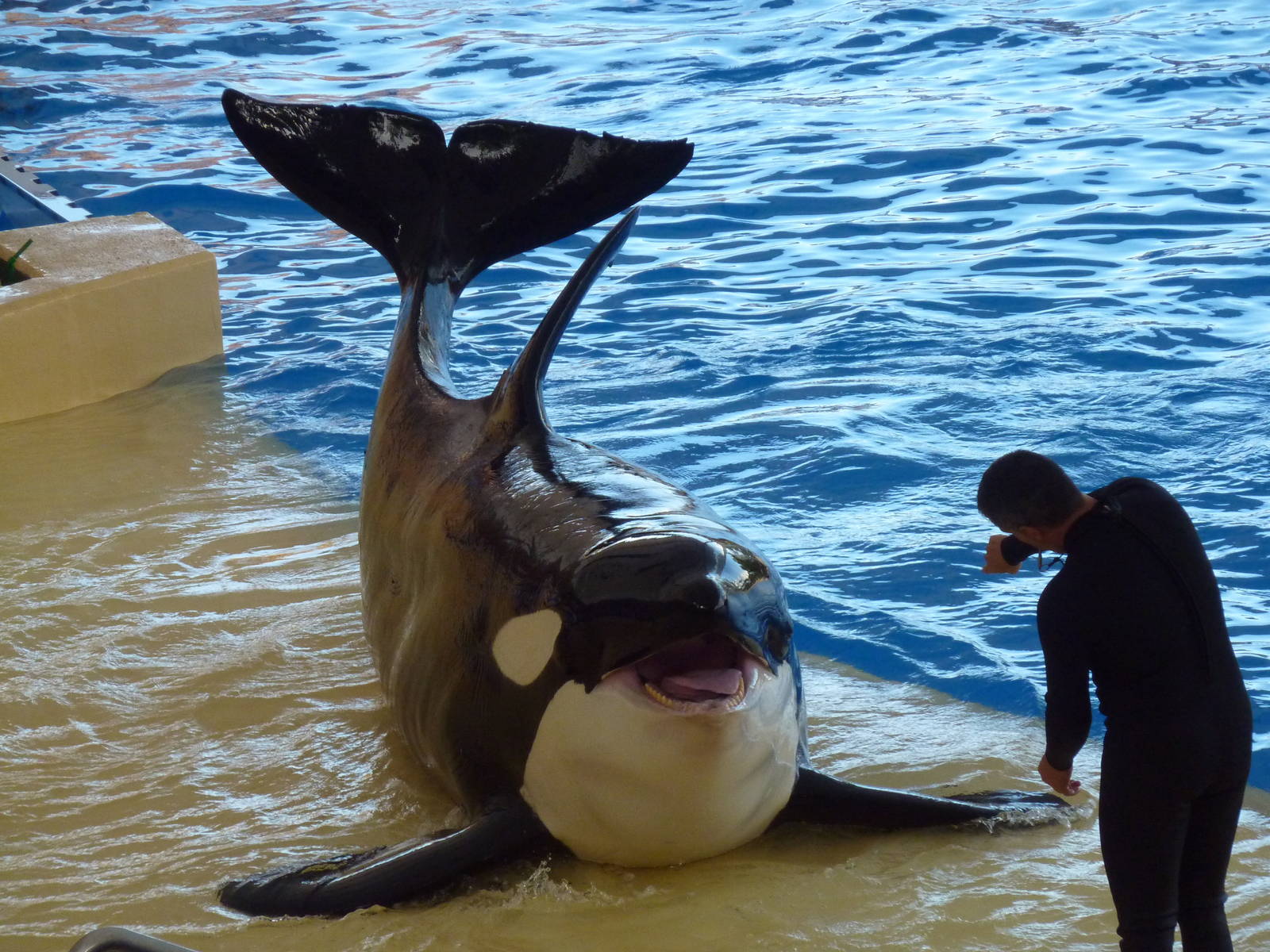 Killer whale show, December 2012