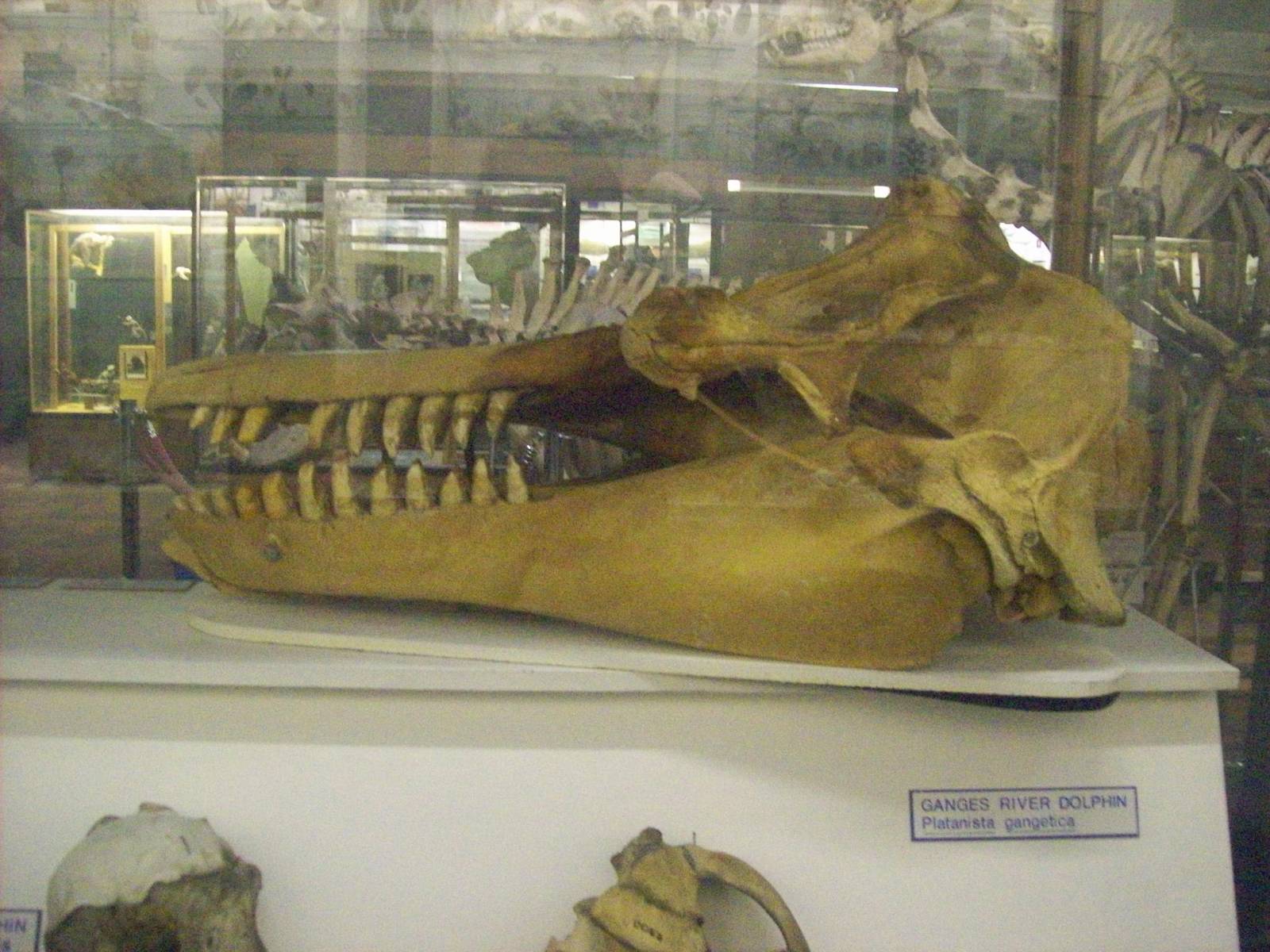 Killer whale skull (aberdeen zoology museum)