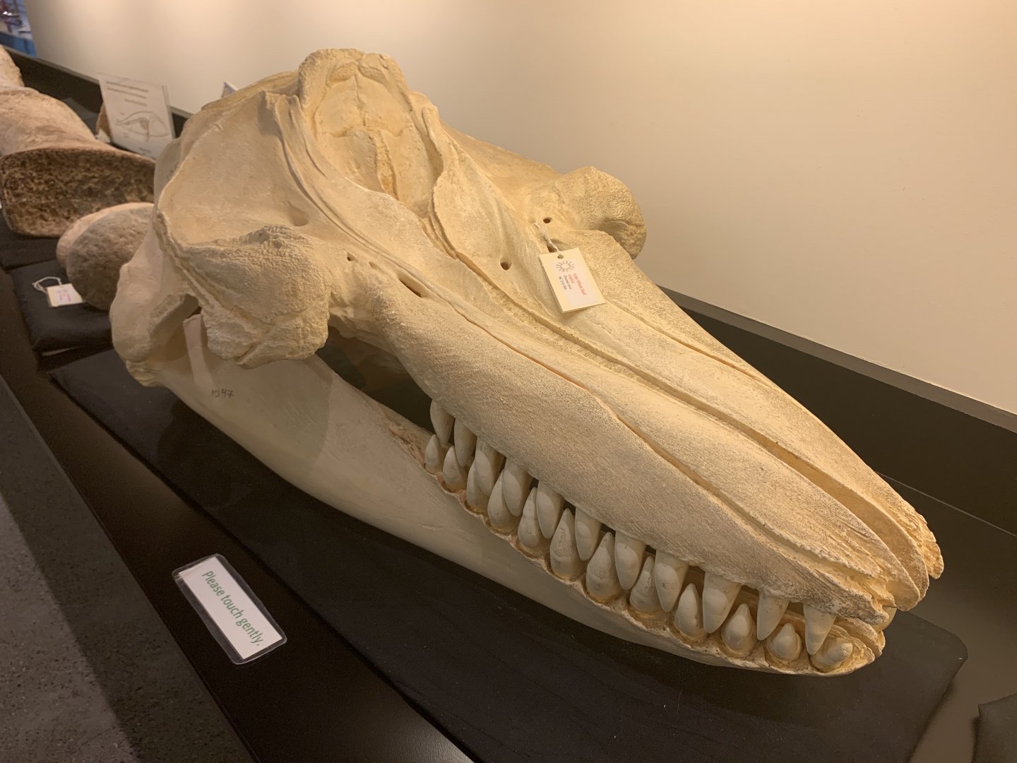 Killer whale skull replica