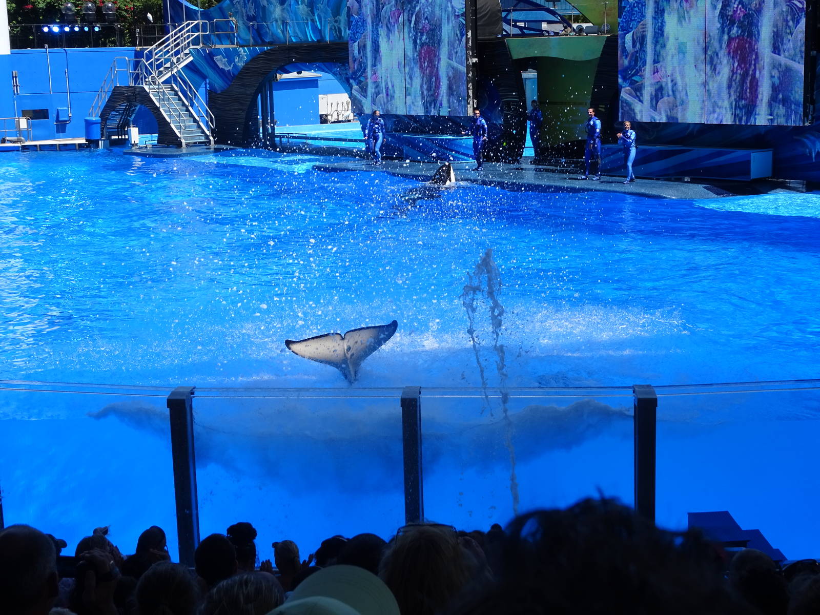 Killer Whale Splashing Spectators at SeaWorld Orlando