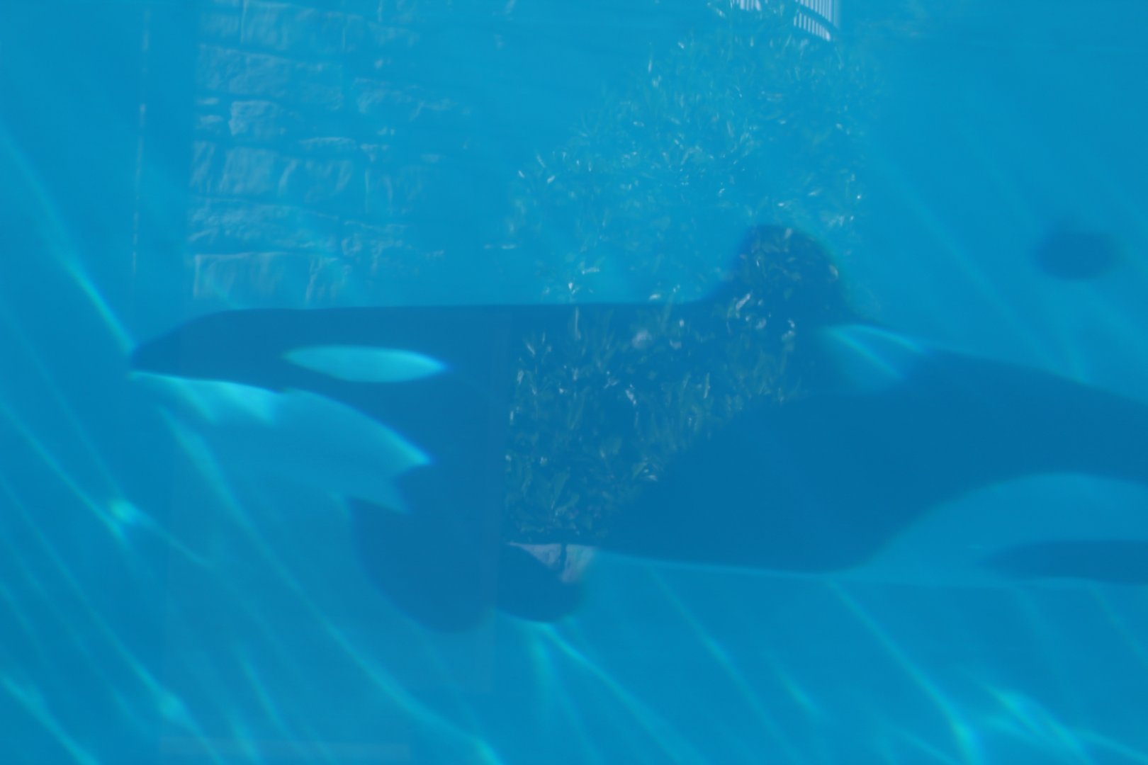 Killer Whale Swimming