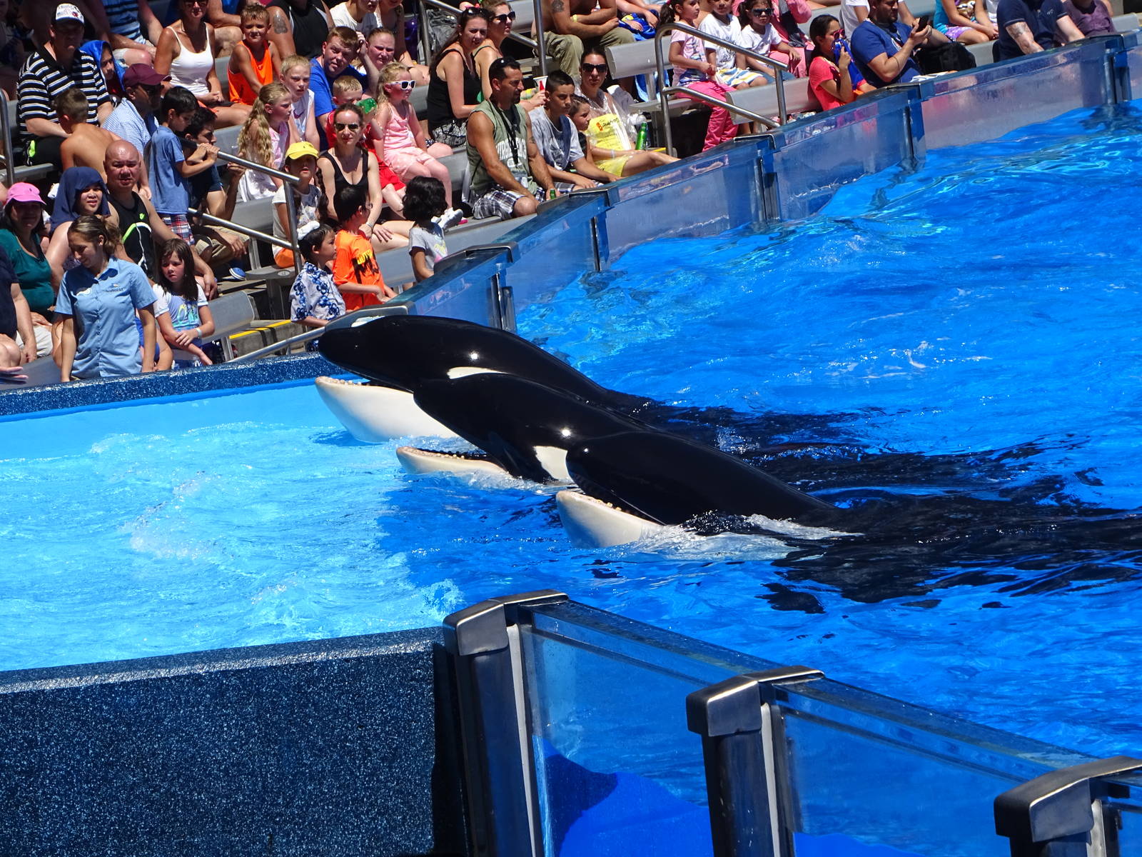 Killer Whales at SeaWorld Orlando