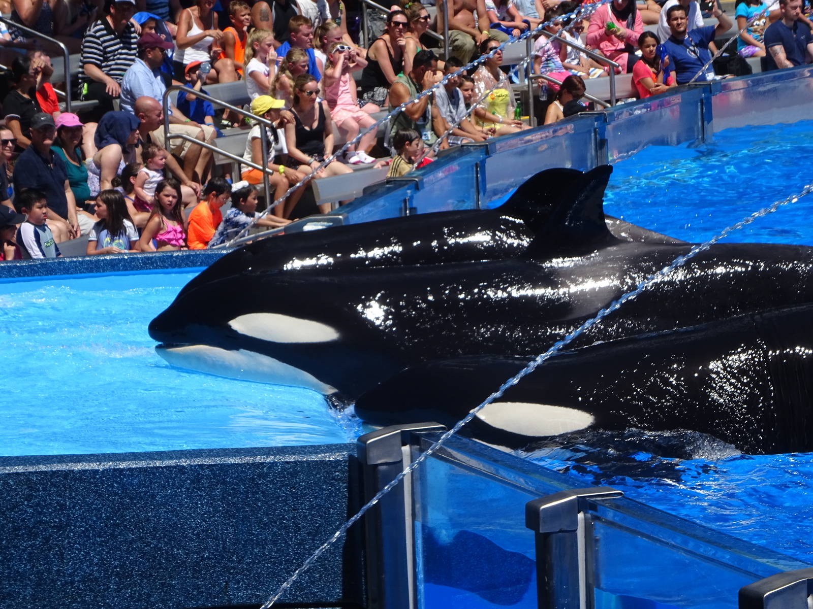 Killer Whales at SeaWorld Orlando