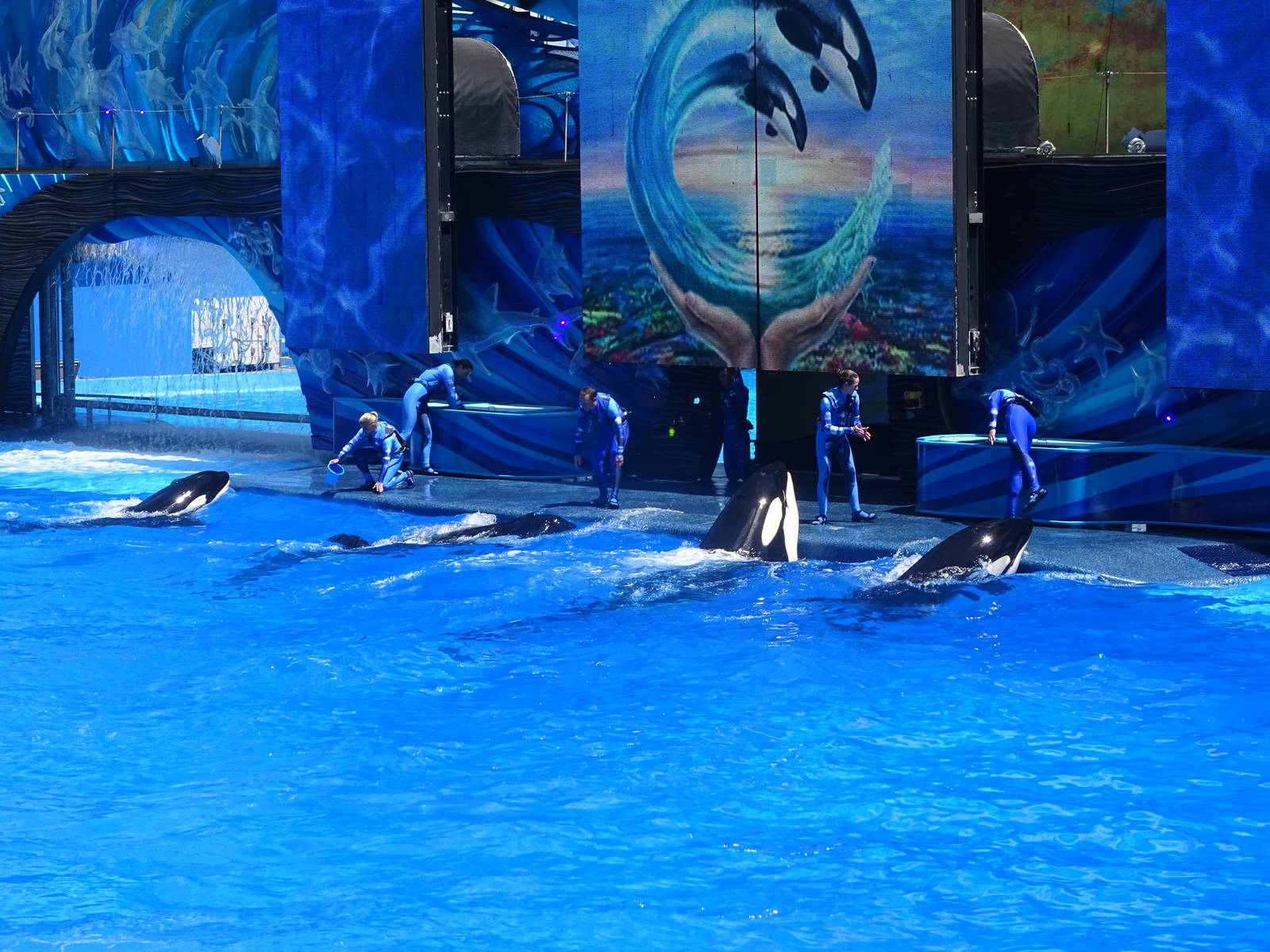 Killer Whales at SeaWorld Orlando