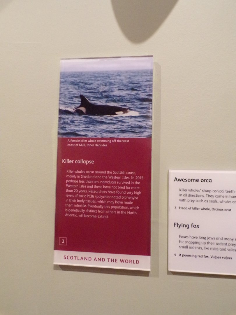 Killers whales in Scotland signage 30.12.22