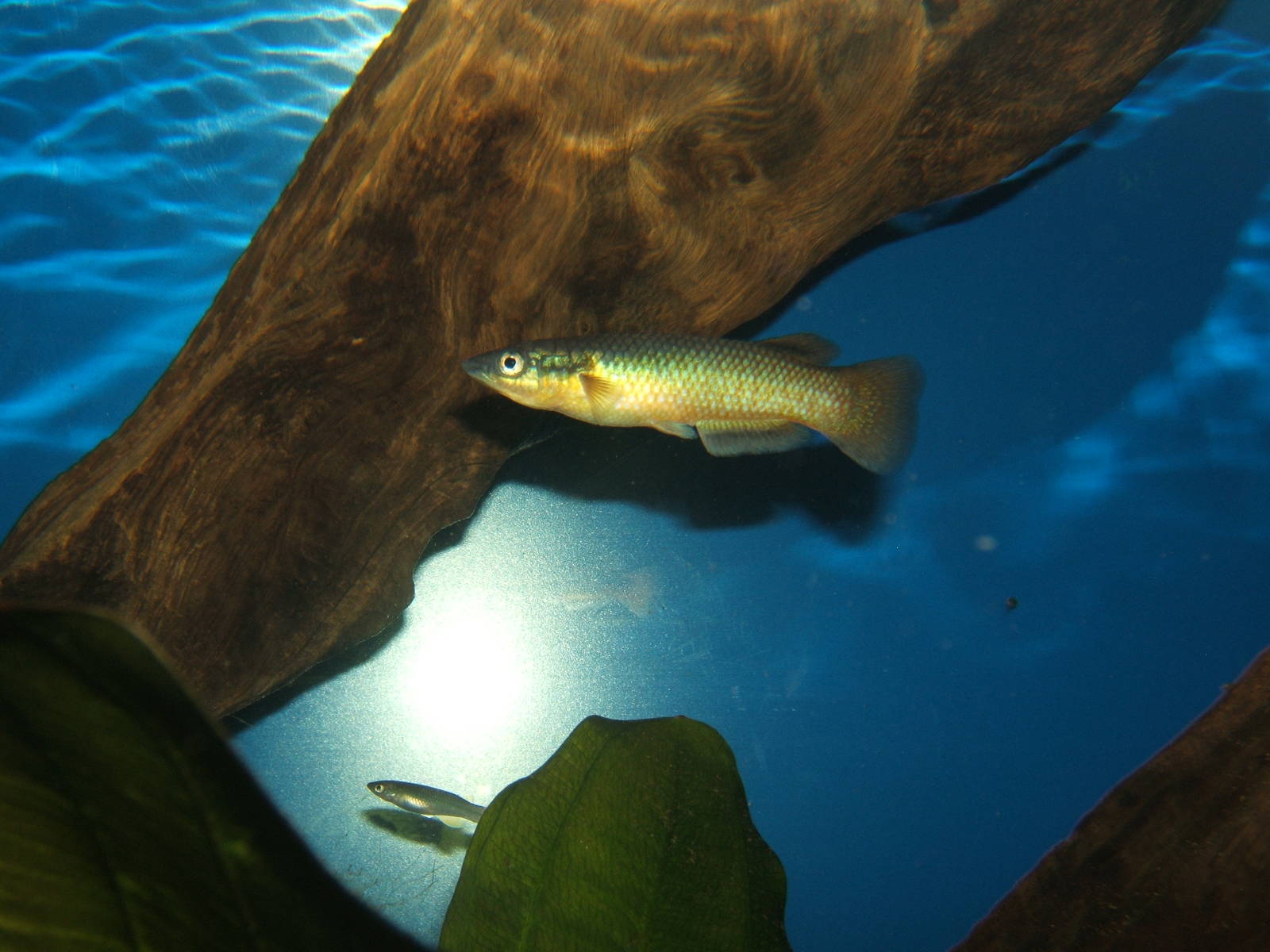 Killiefish (Pachypanchax sakaramyi)