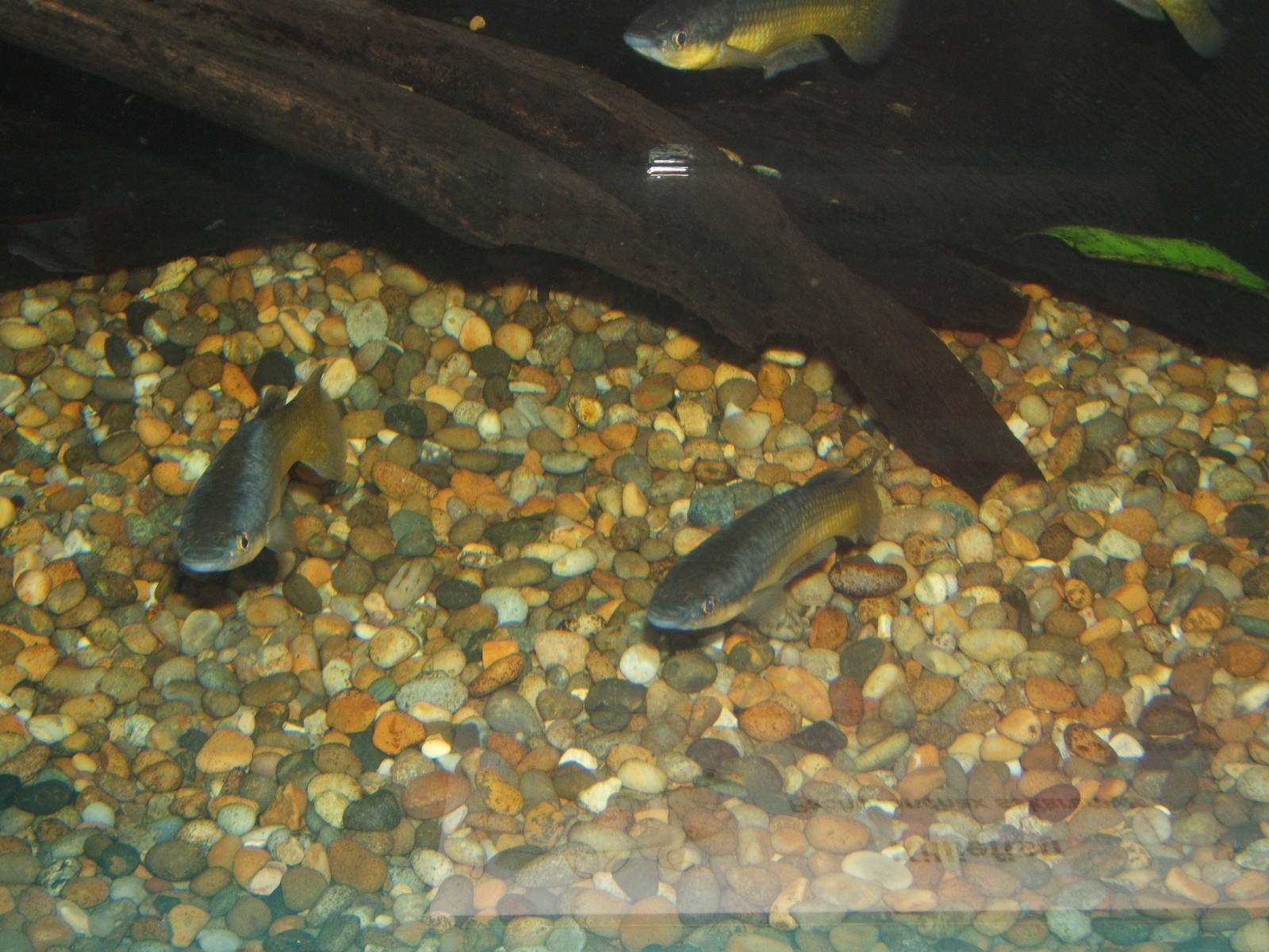 Killiefish (Pachypunchax sakaramyi)