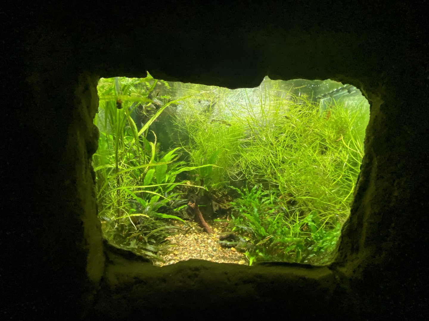 Killifish aquarium