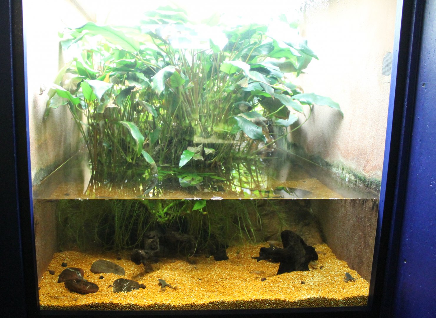 Killifish - Dwarf clawed frog tank
