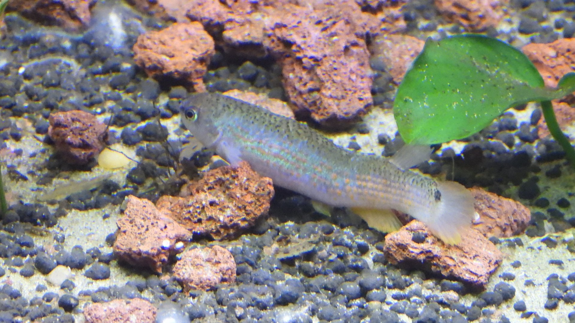 Killifish in Peruvian Stream tank (OMSI)