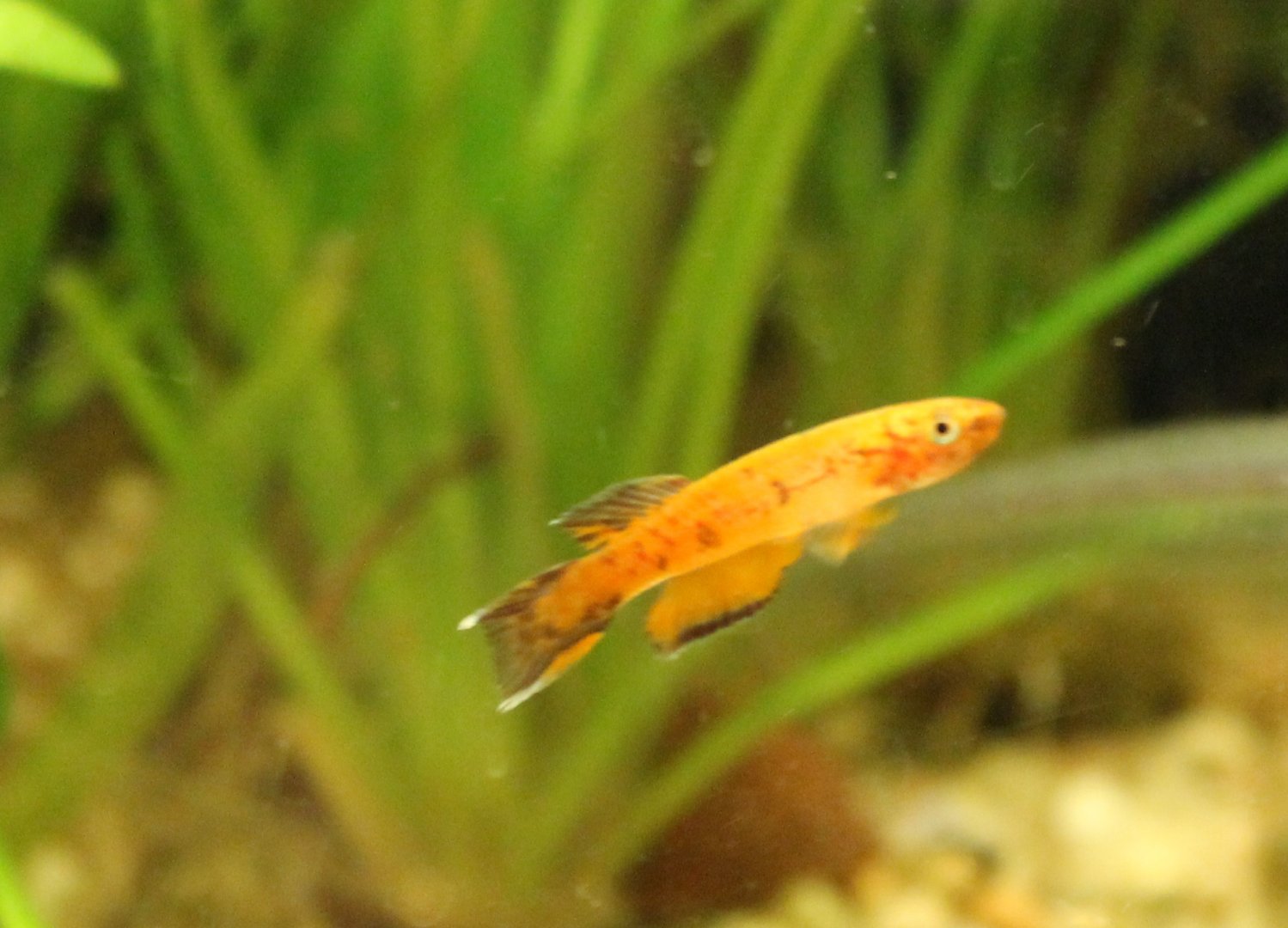 Killifish-species