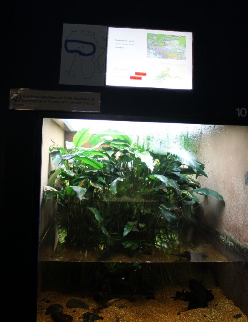 Killifish - Zaire dwarf clawed frog-enclosure