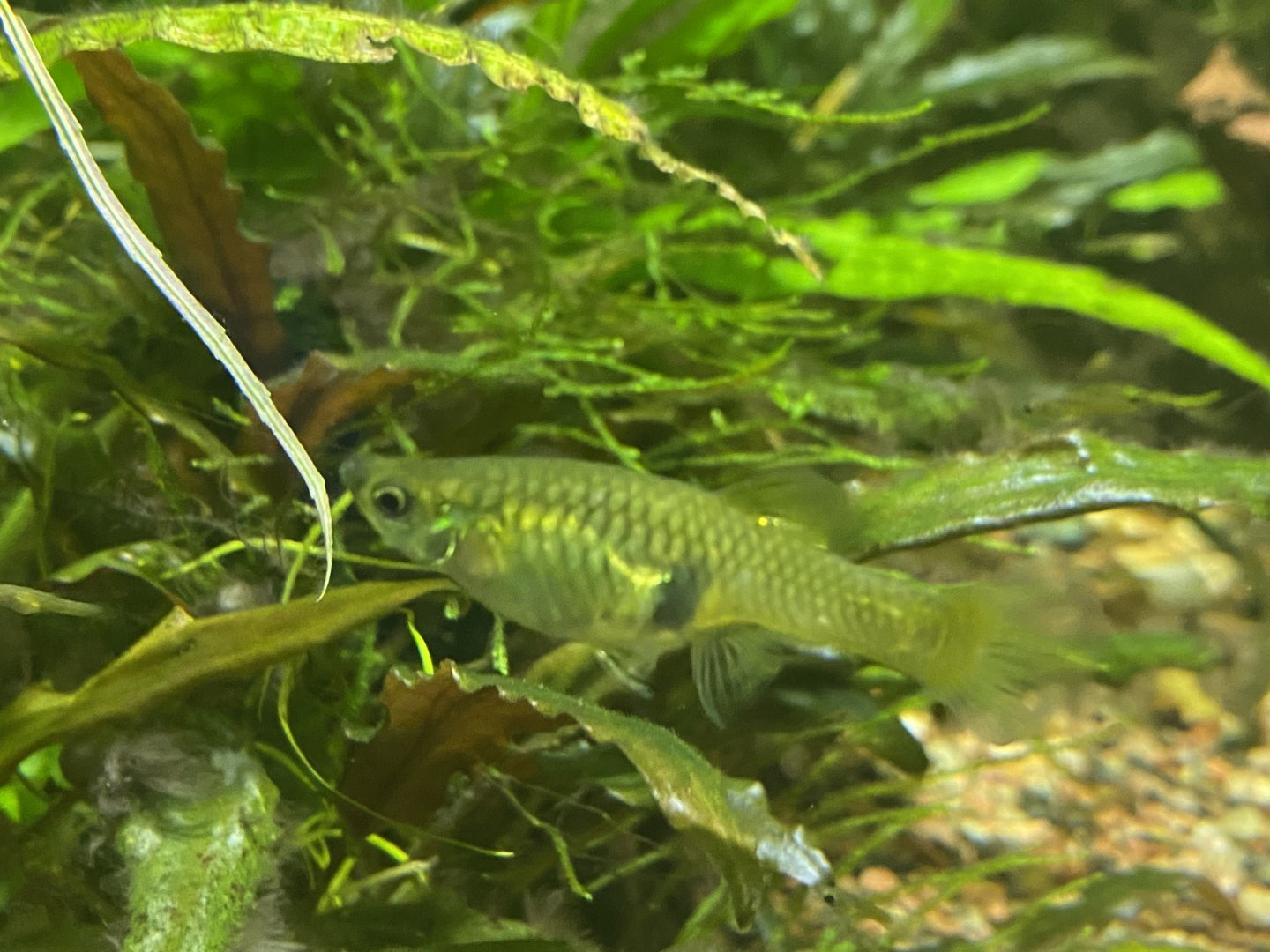 Killifish