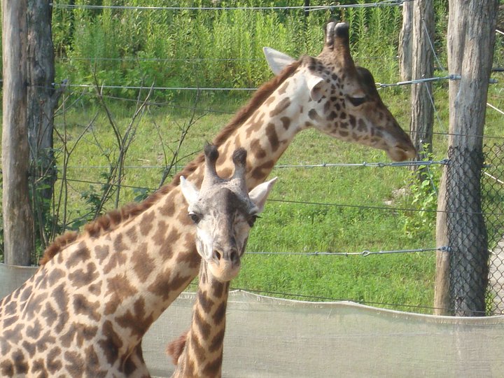 Kimba and Tessa @ Giraffe Ridge
