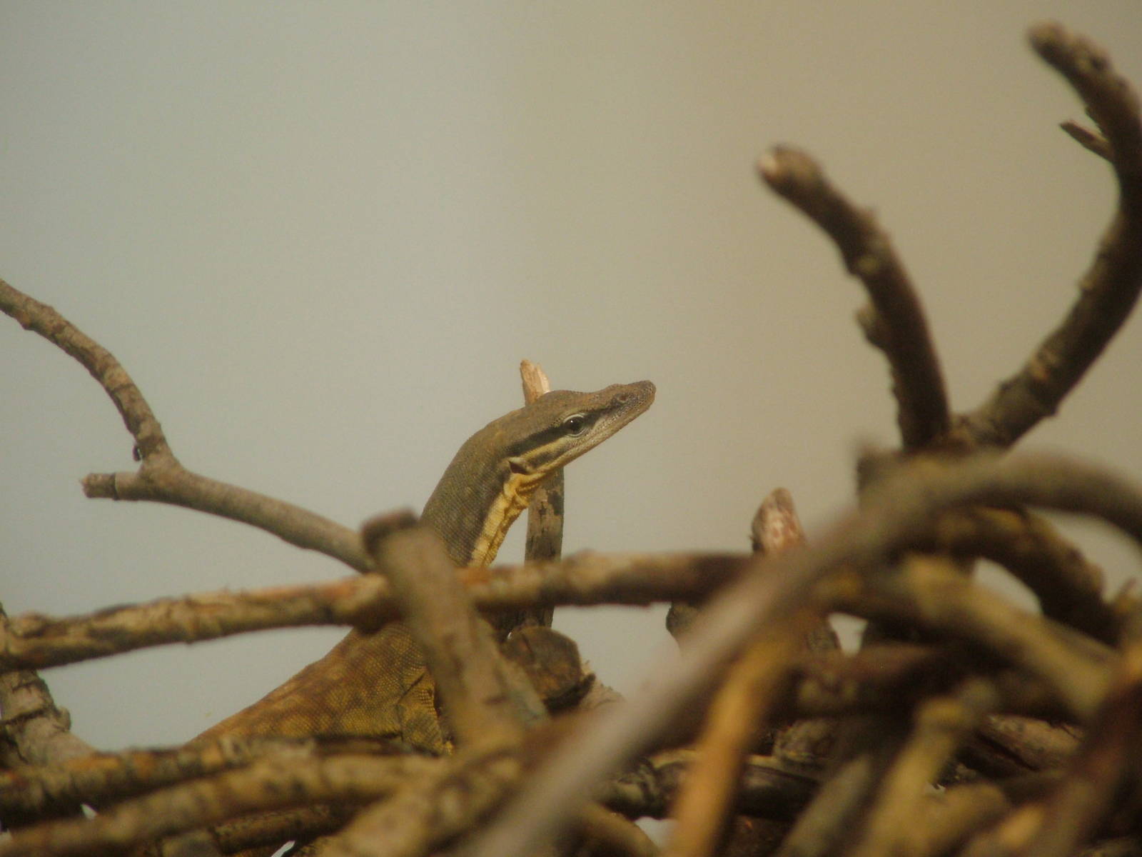 Kimberley Rock Monitor at Aquazoo 14/05/09