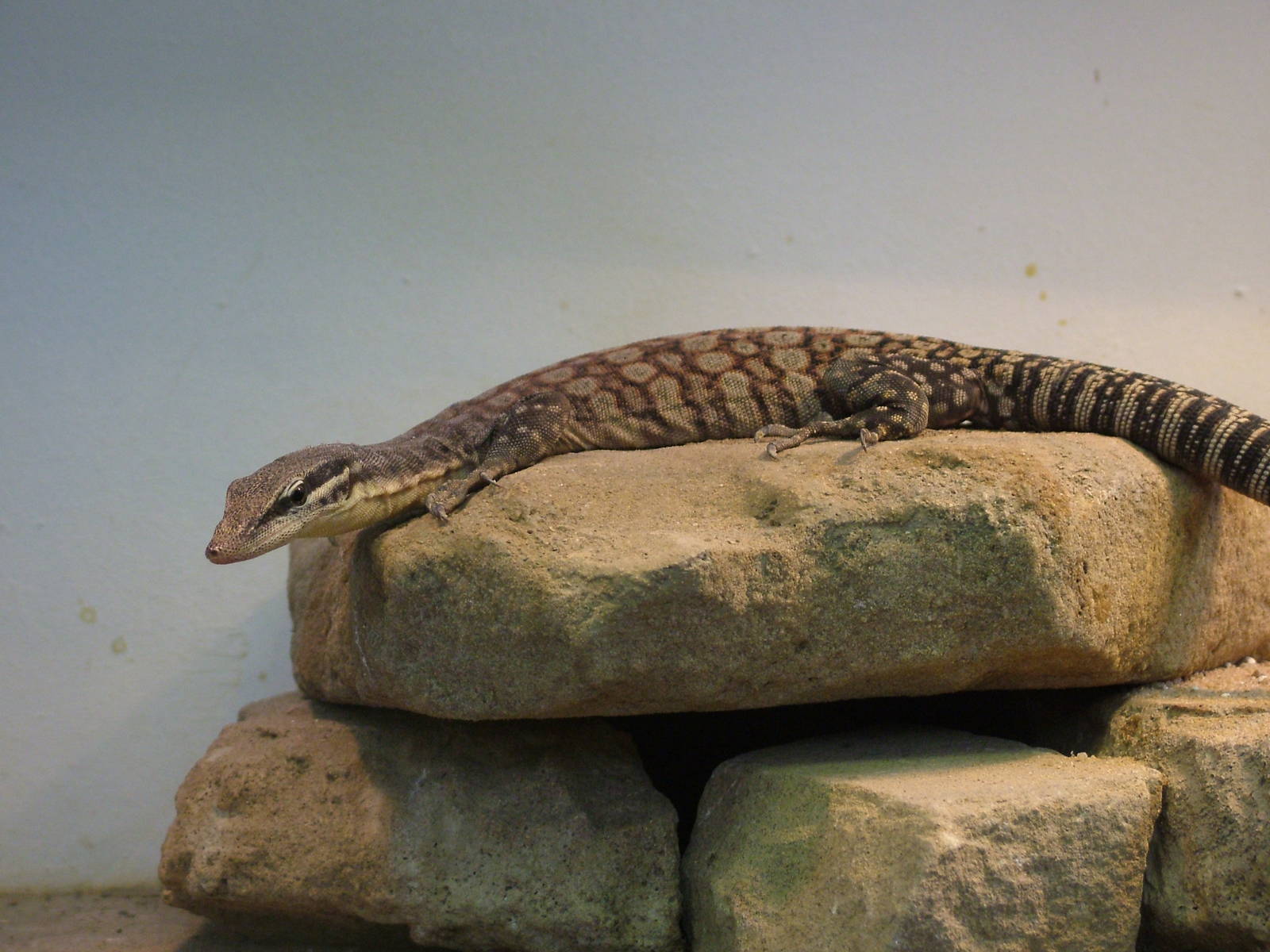 Kimberley Rock Monitor at Frankfurt 31/08/10