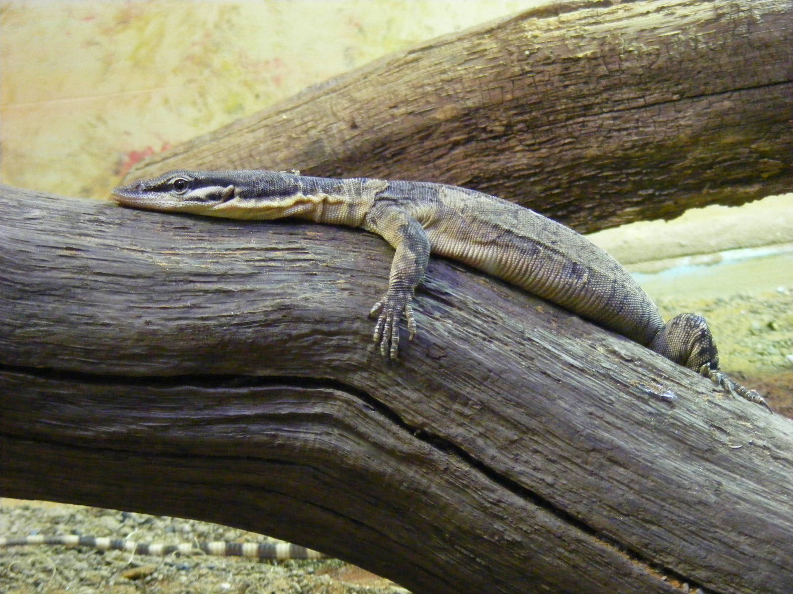 Kimberley rock monitor at Marwell Wildlife, 27 February 2011