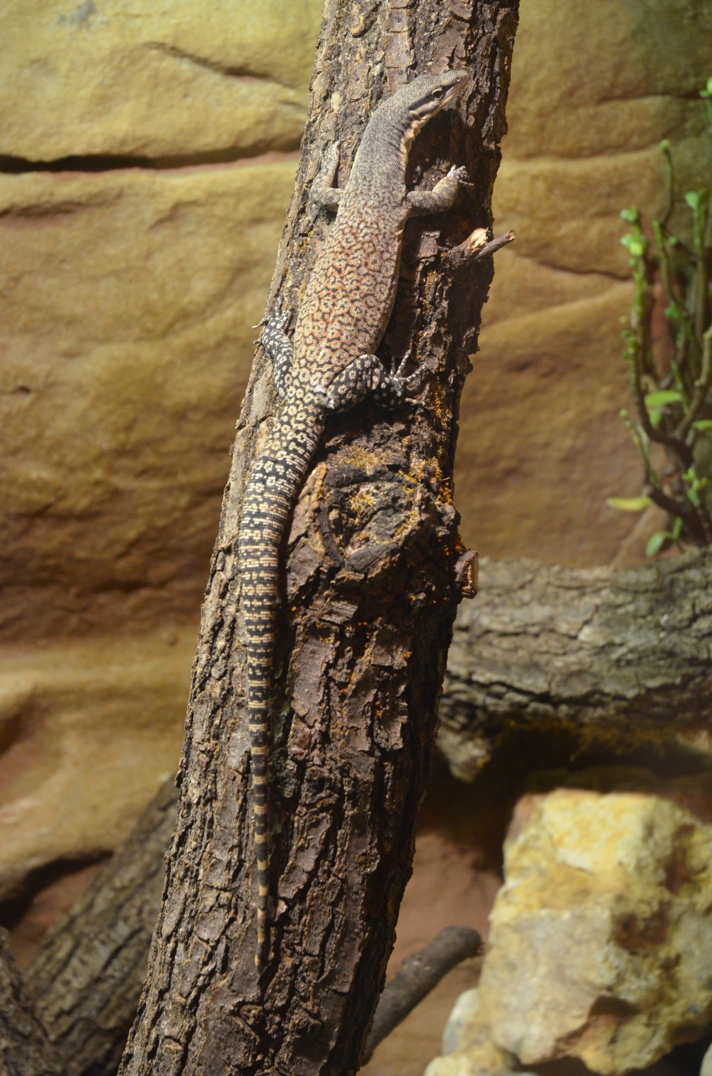 Kimberley Rock Monitor at Nuremberg, 07/09/19