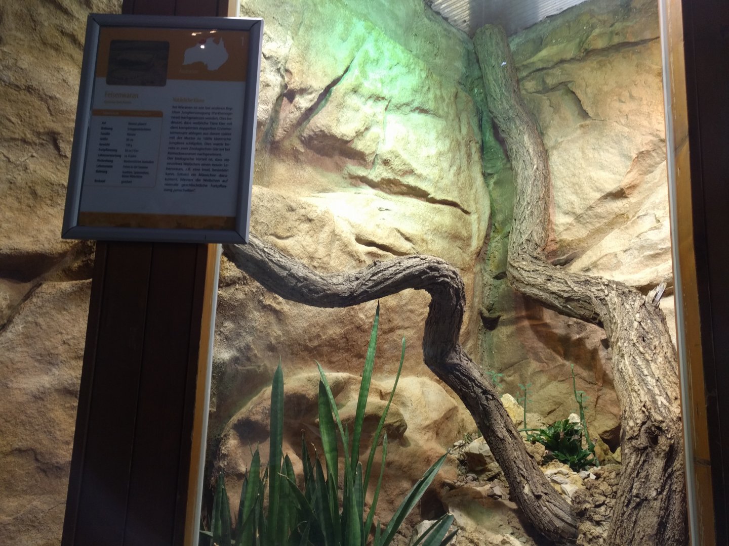 Kimberley Rock Monitor Habitat