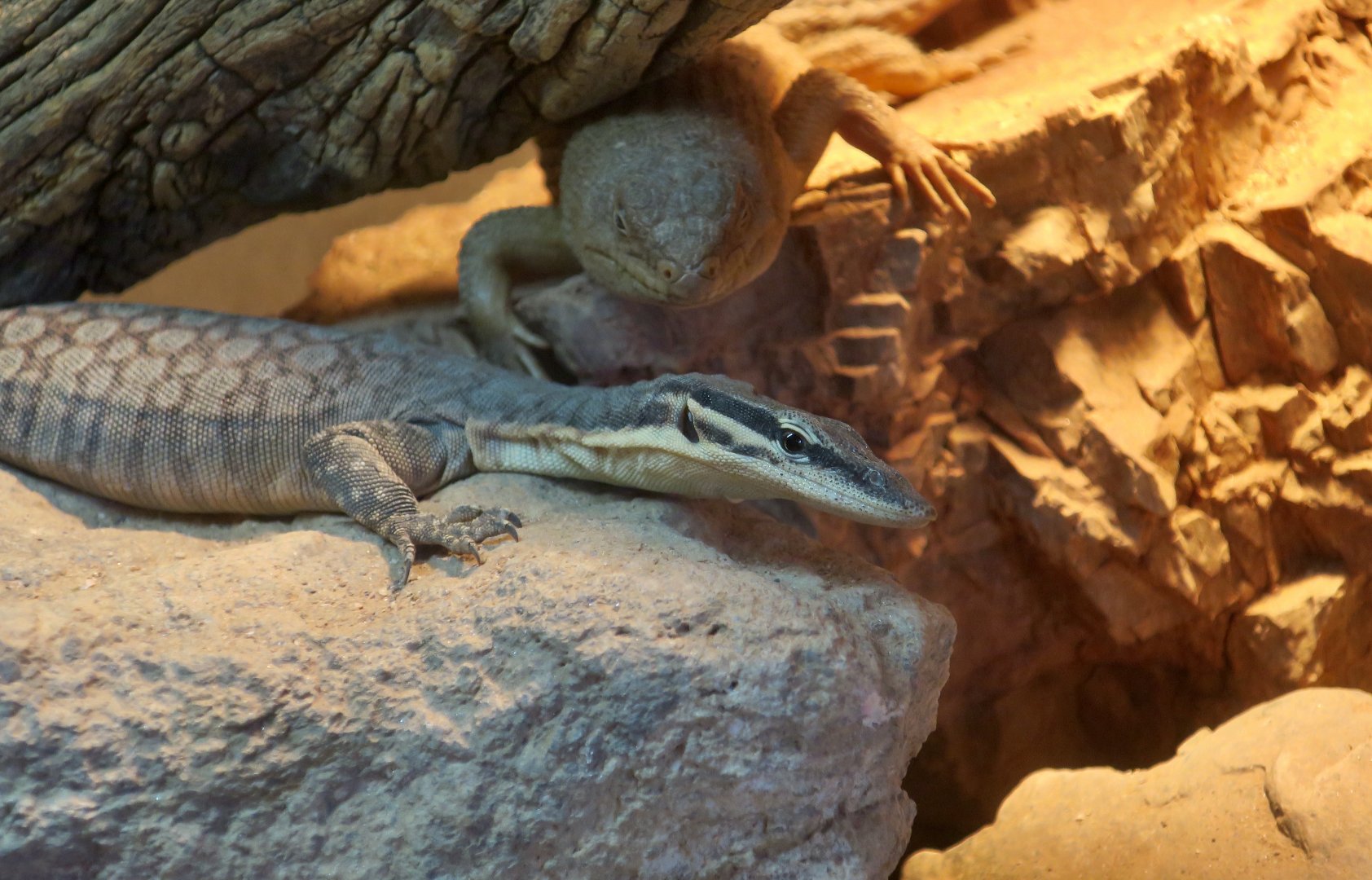 Kimberley Rock Monitor (Varanus glauerti) and Gidgee Skink (Egernia stokesii)