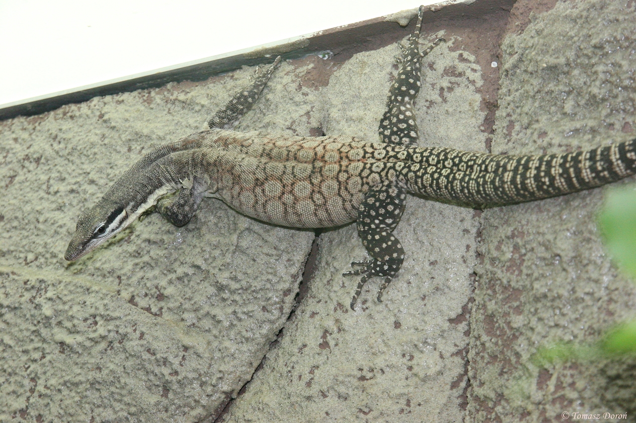Kimberley Rock Monitor (Varanus glauerti) January 2012