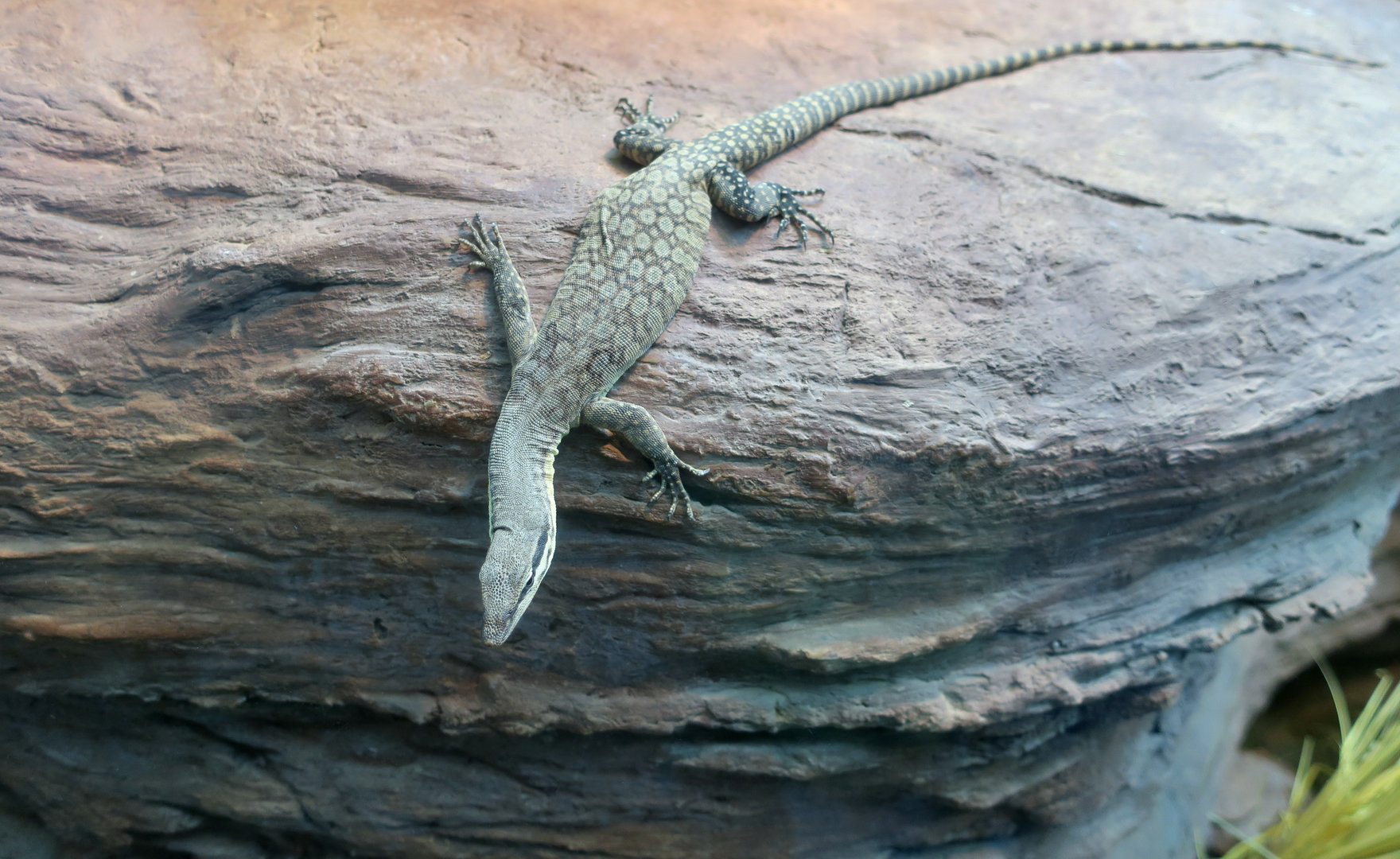 Kimberley Rock Monitor (Varanus glauerti)