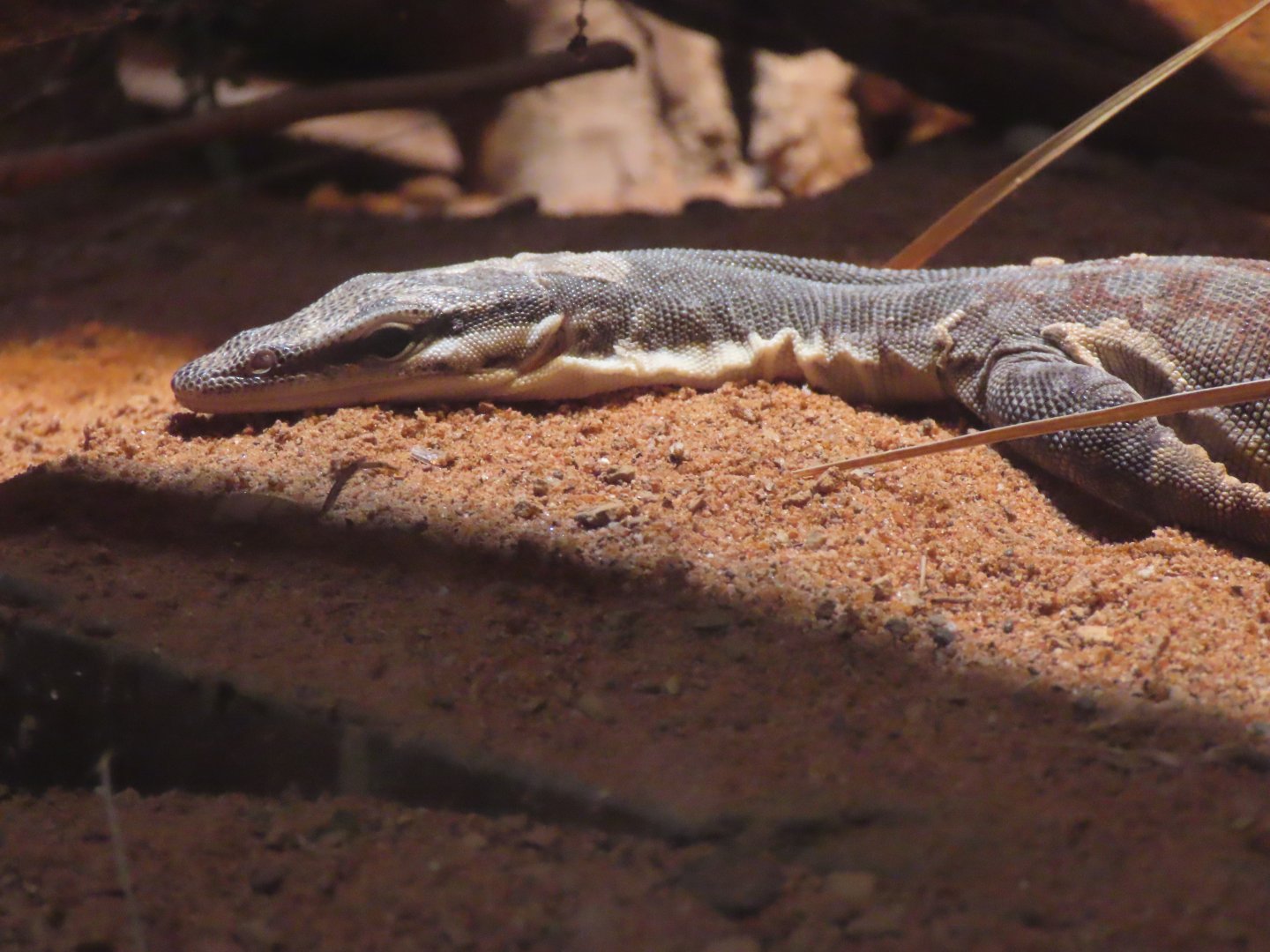 Kimberley Rock Monitor (Varanus glauerti)