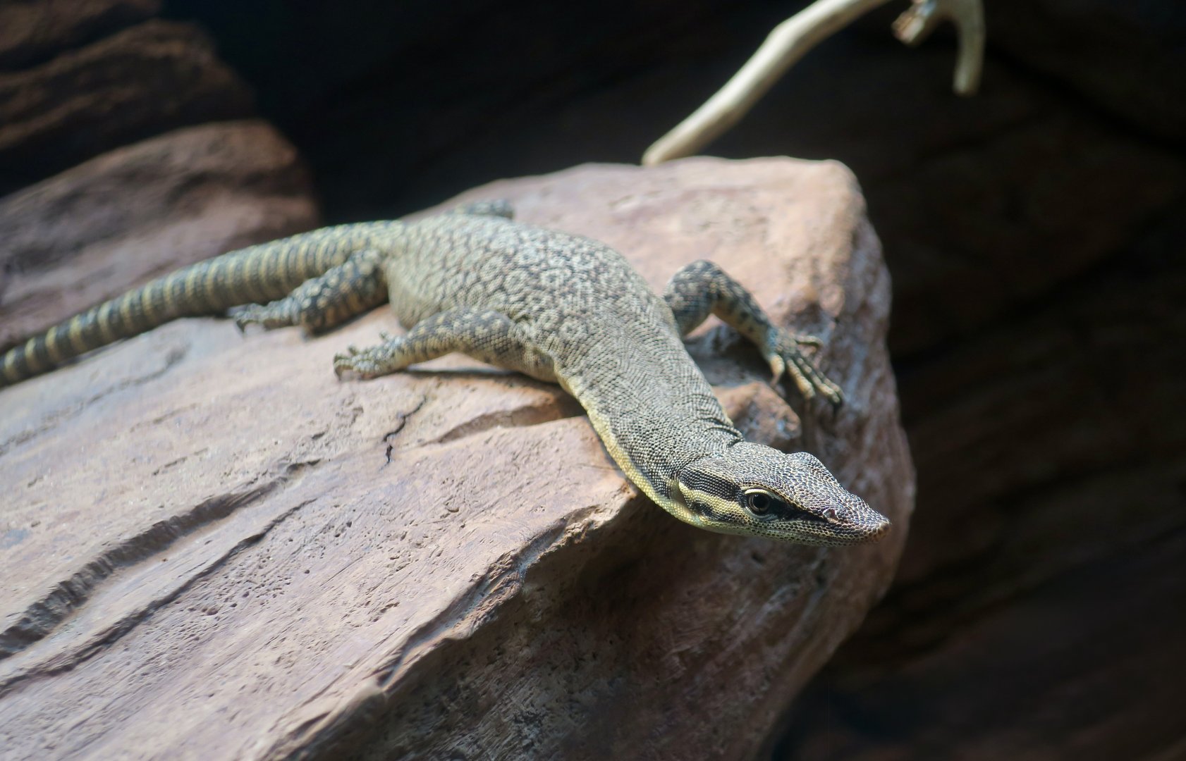 Kimberley Rock Monitor (Varanus glauerti)