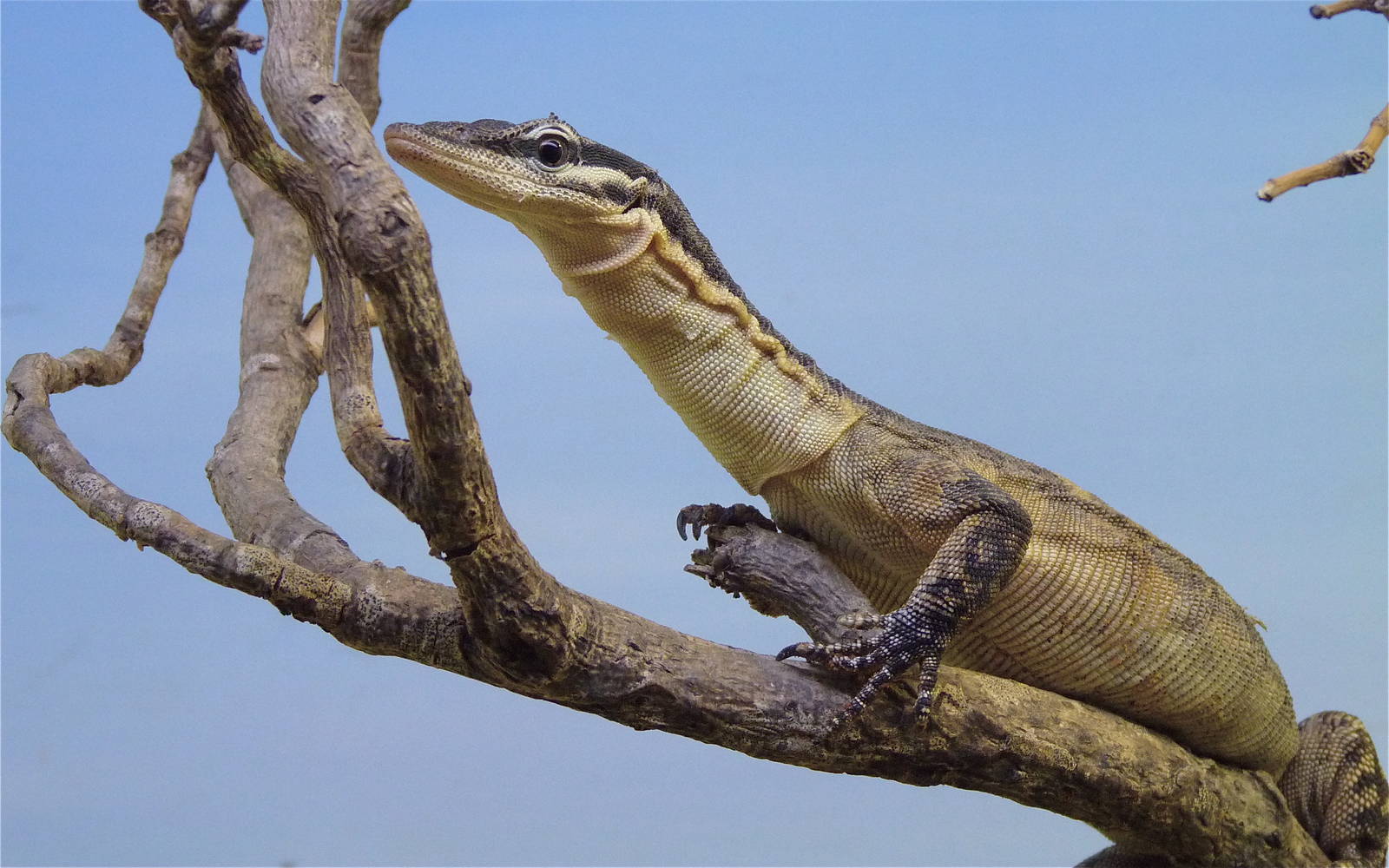 Kimberley Rock Monitor
