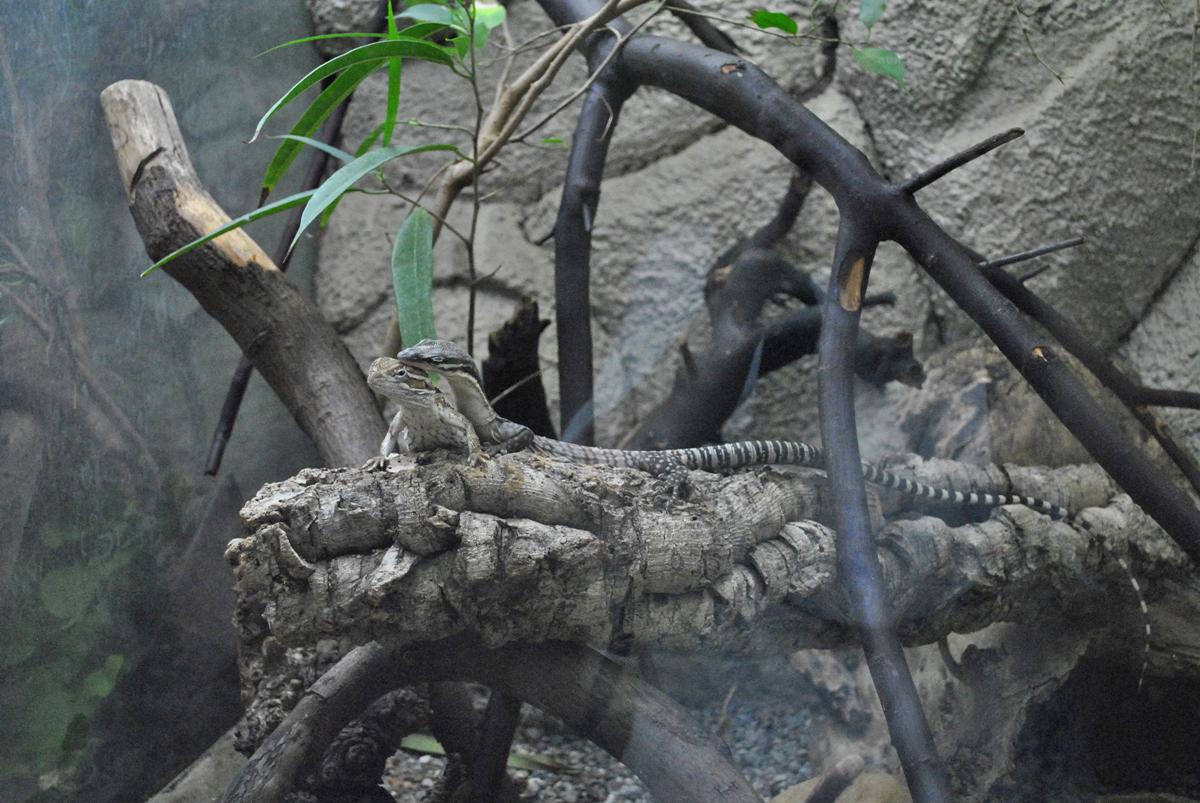 Kimberley Rock Monitor